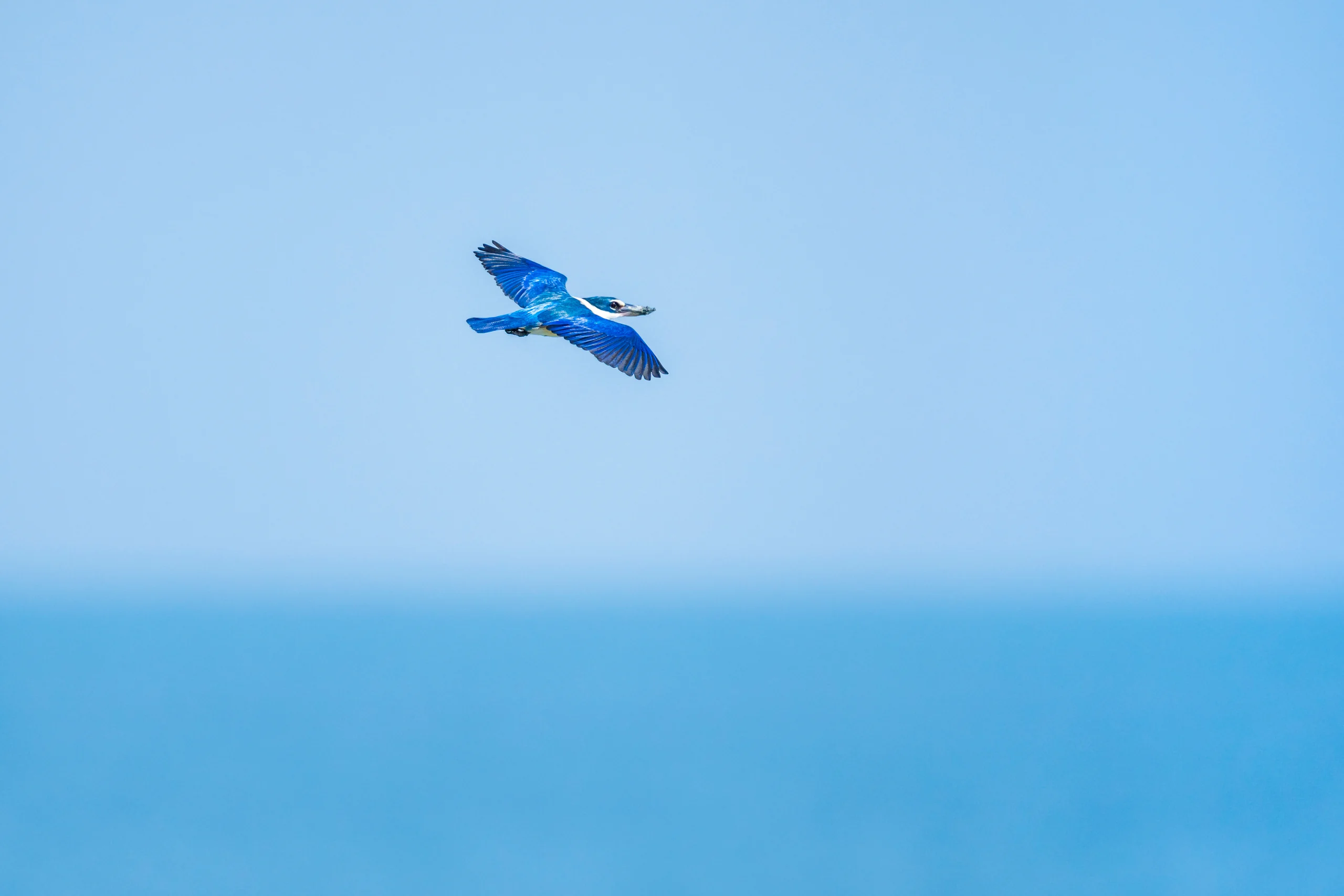A blue-and-white bird flies across an open blue background with its wings spread and long bill pointed forward.