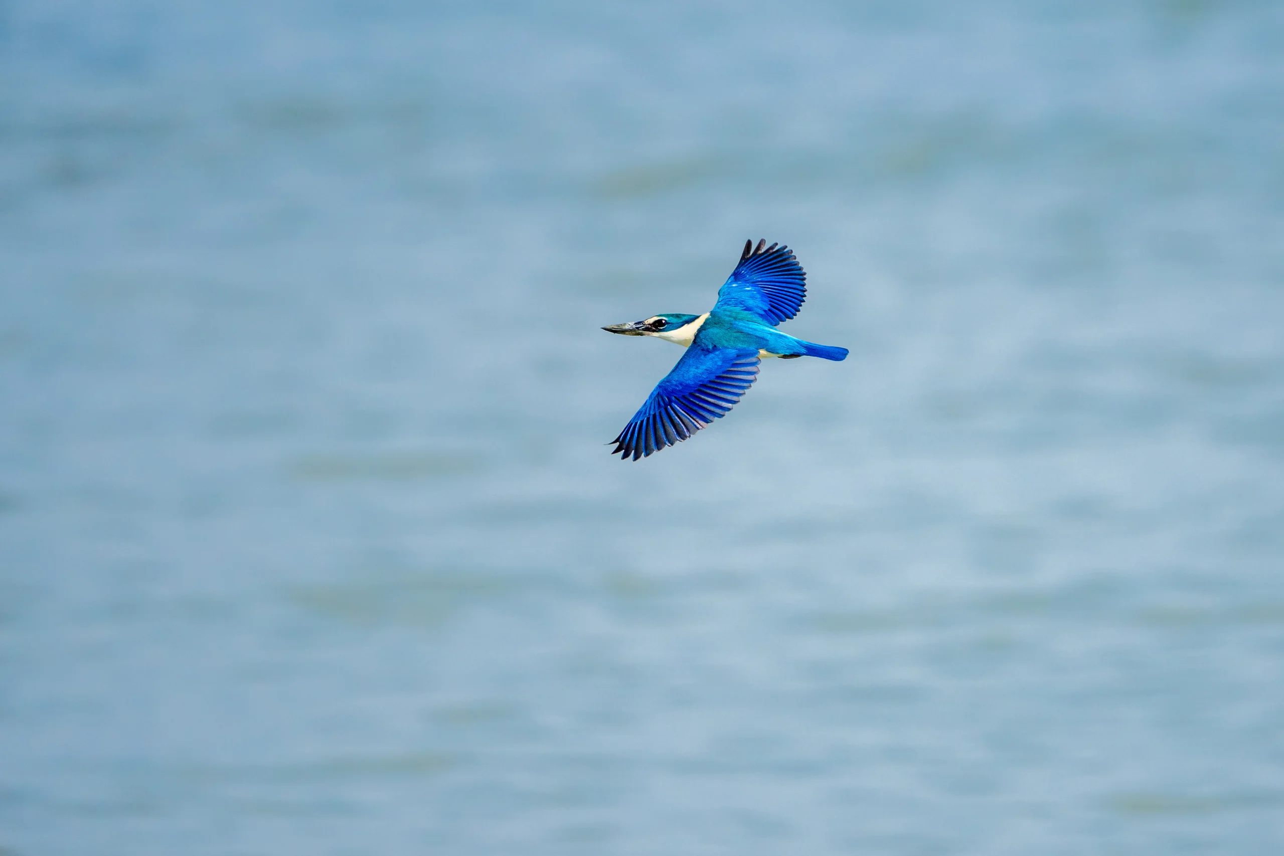 A blue-and-white bird flies above rippled water with its long bill forward and both wings extended.