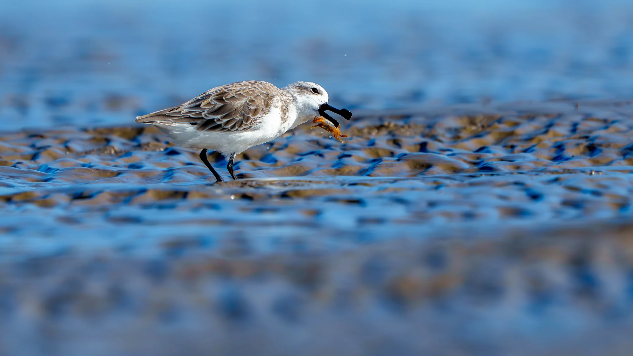 A small brown-and-white shorebird holds an orange crab in its bill while standing in shallow water.