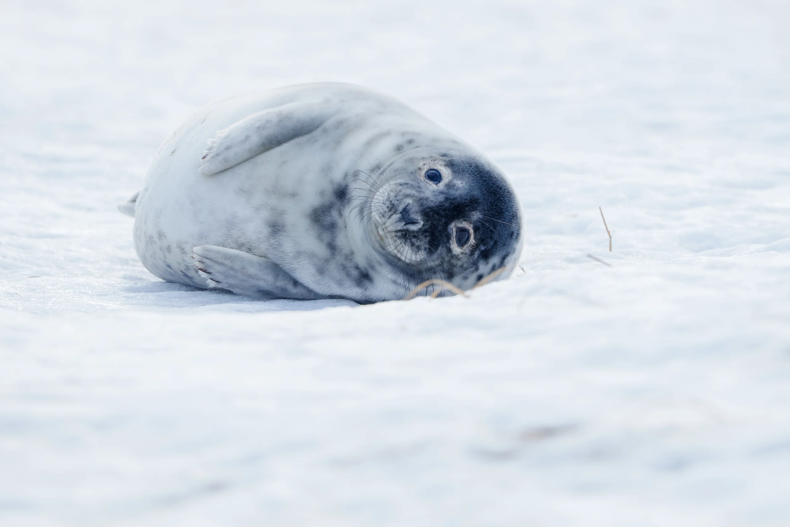 A young seal lies on its side on pale ground, its head turned toward the camera.