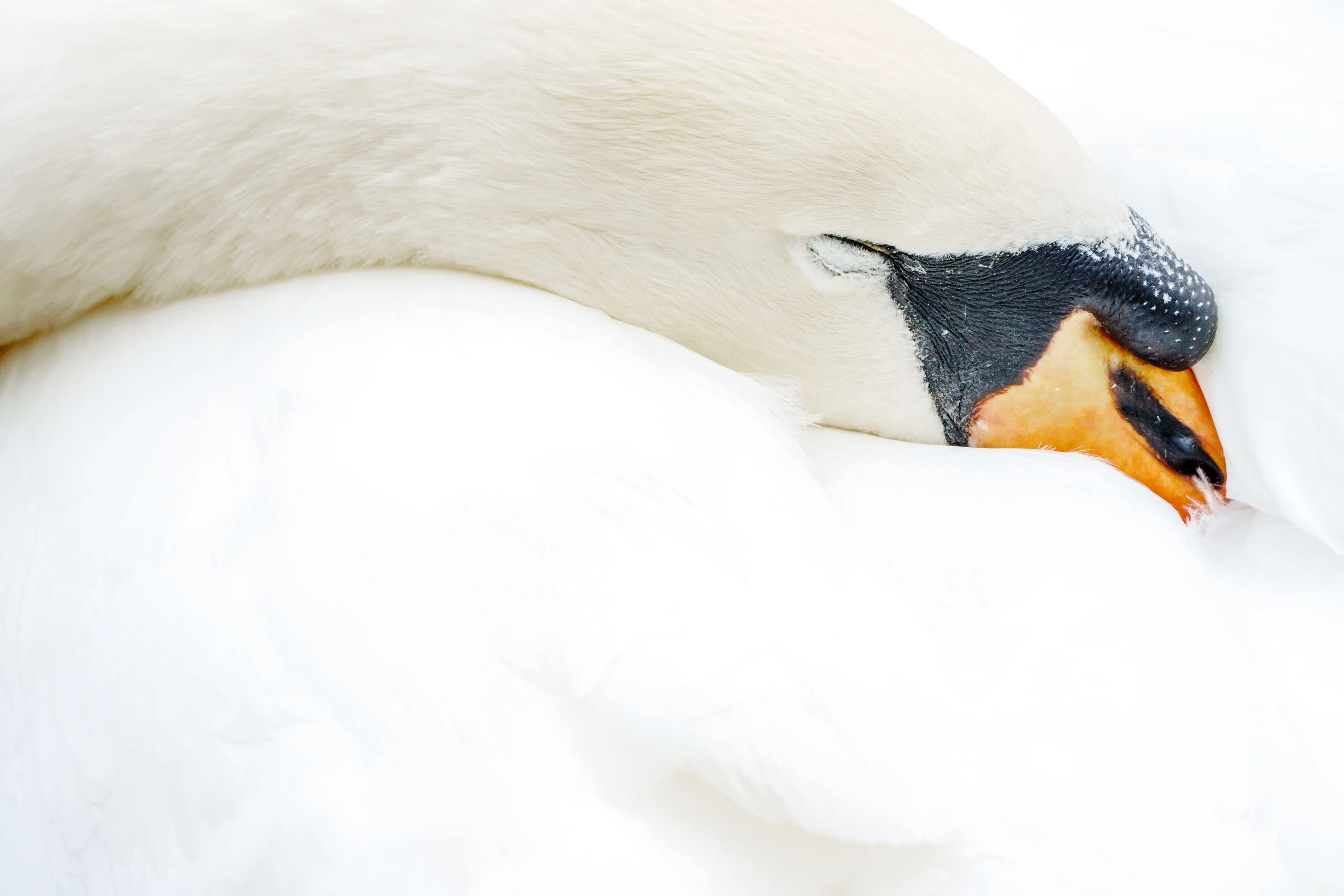 A white swan curves its neck and rests its orange-and-black bill against its body feathers.