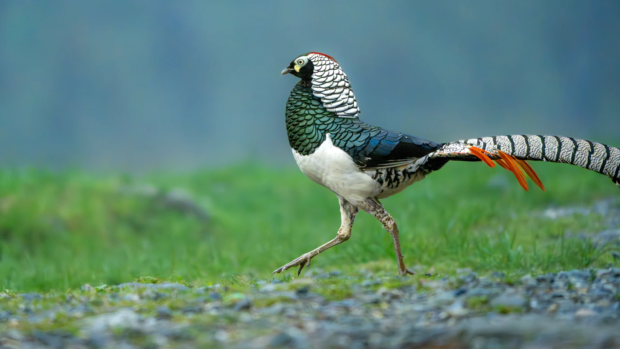 A black, white and green pheasant steps across grass and gravel, its long patterned tail trailing behind.