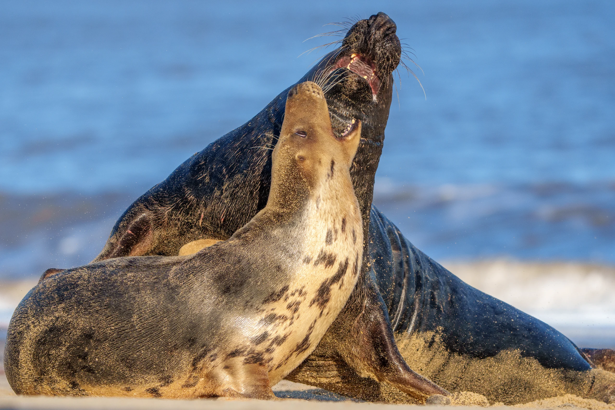 A pale seal and a dark seal lift their heads together on a sandy beach beside blue water.