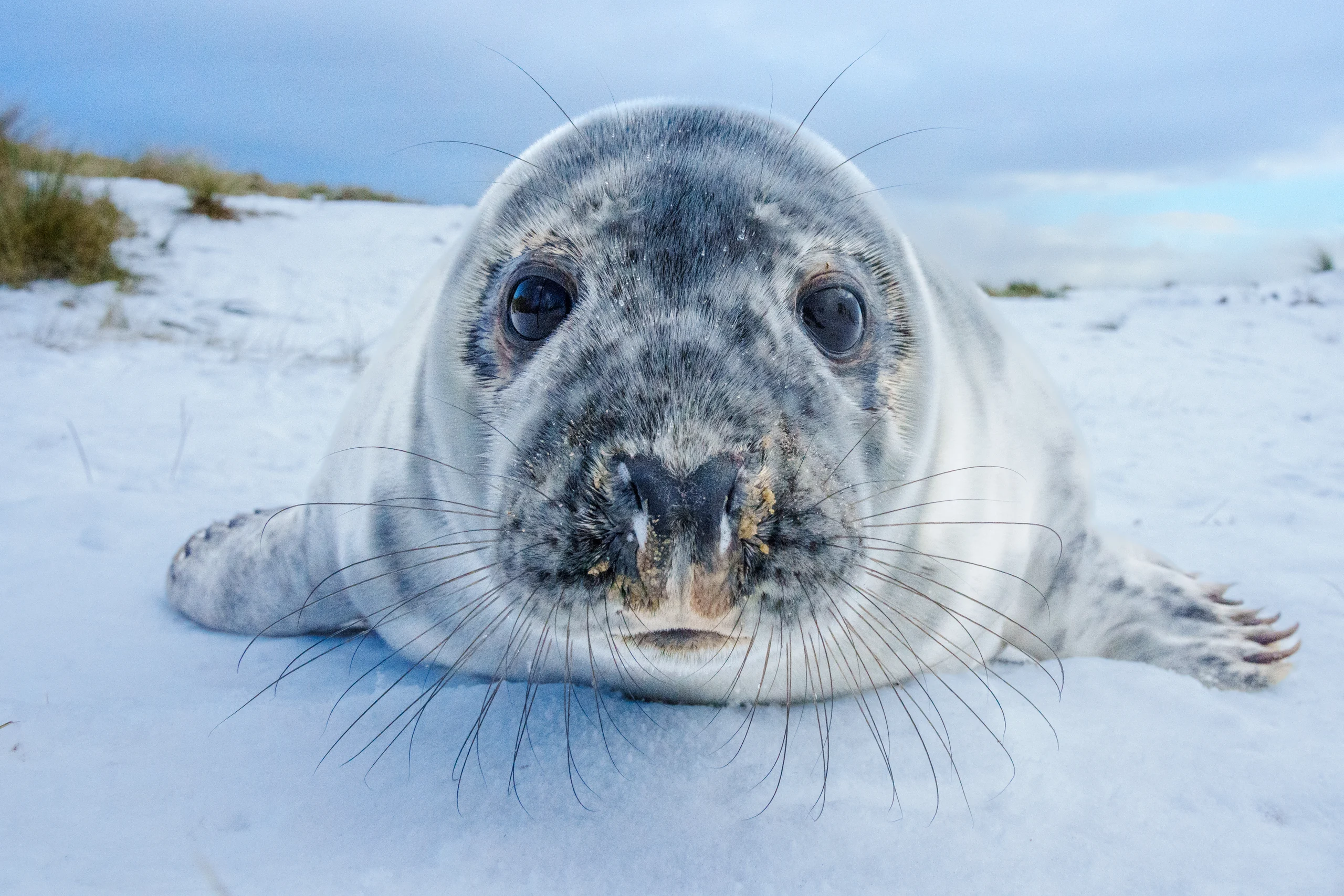 A close frontal view of a grey seal shows its dark eyes, broad muzzle and long whiskers above pale ground.