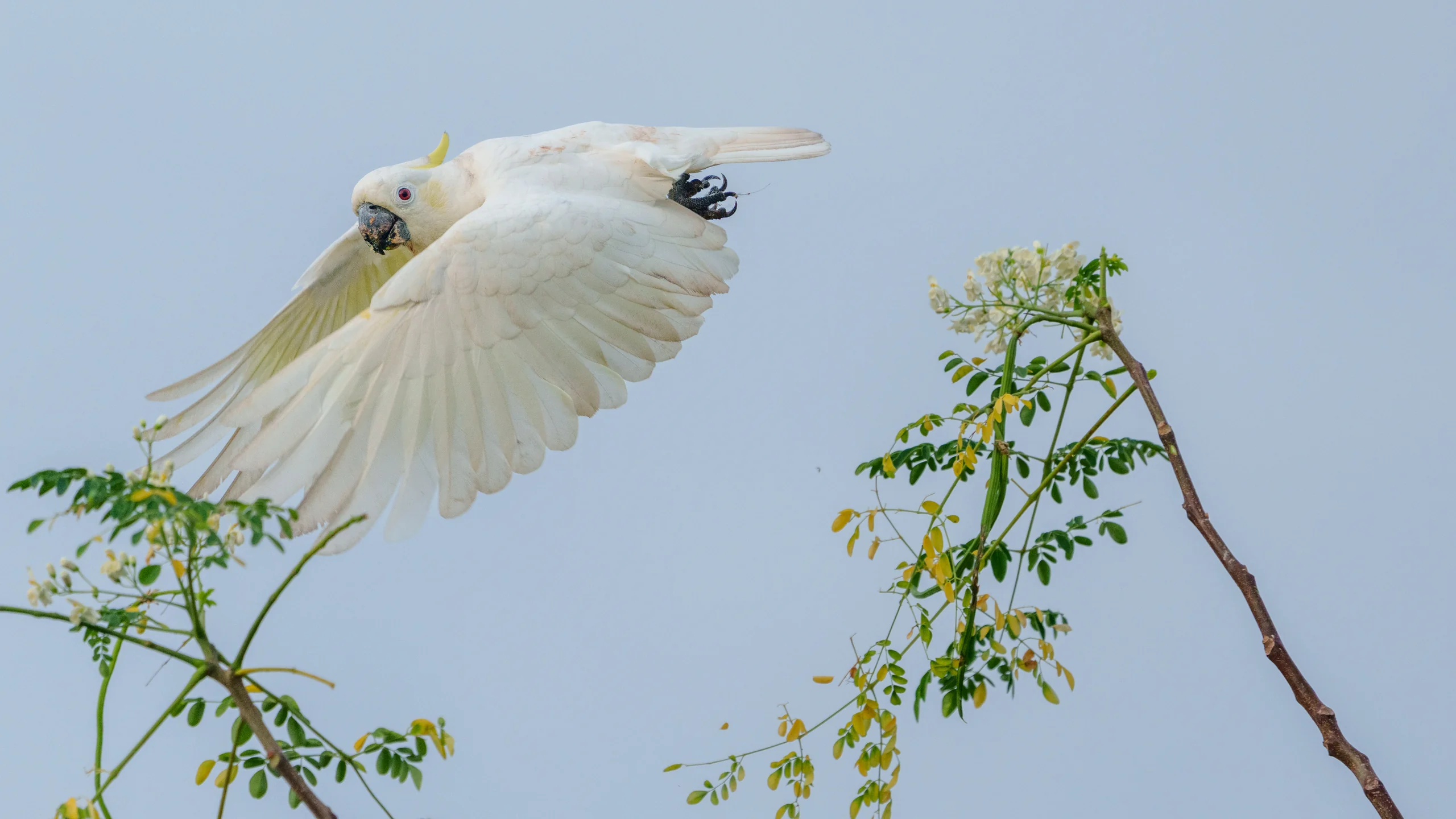 A white cockatoo flies above leafy branches with its wings spread against a pale blue sky.