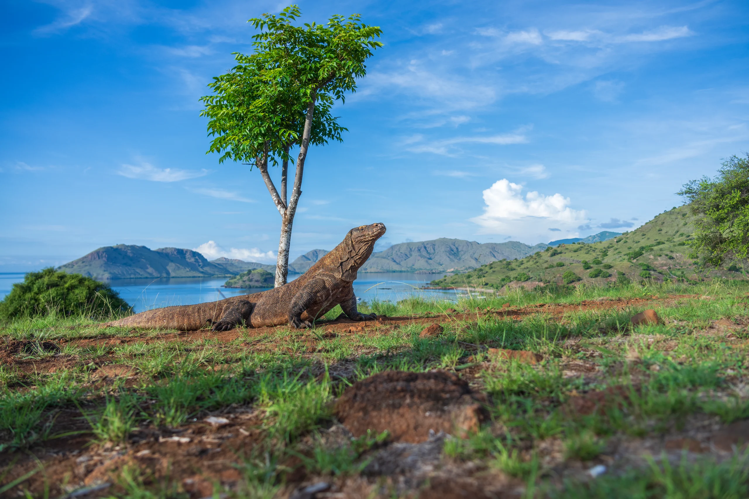 A large lizard rests beneath a slender tree on open grassland, with water and hills in the distance.