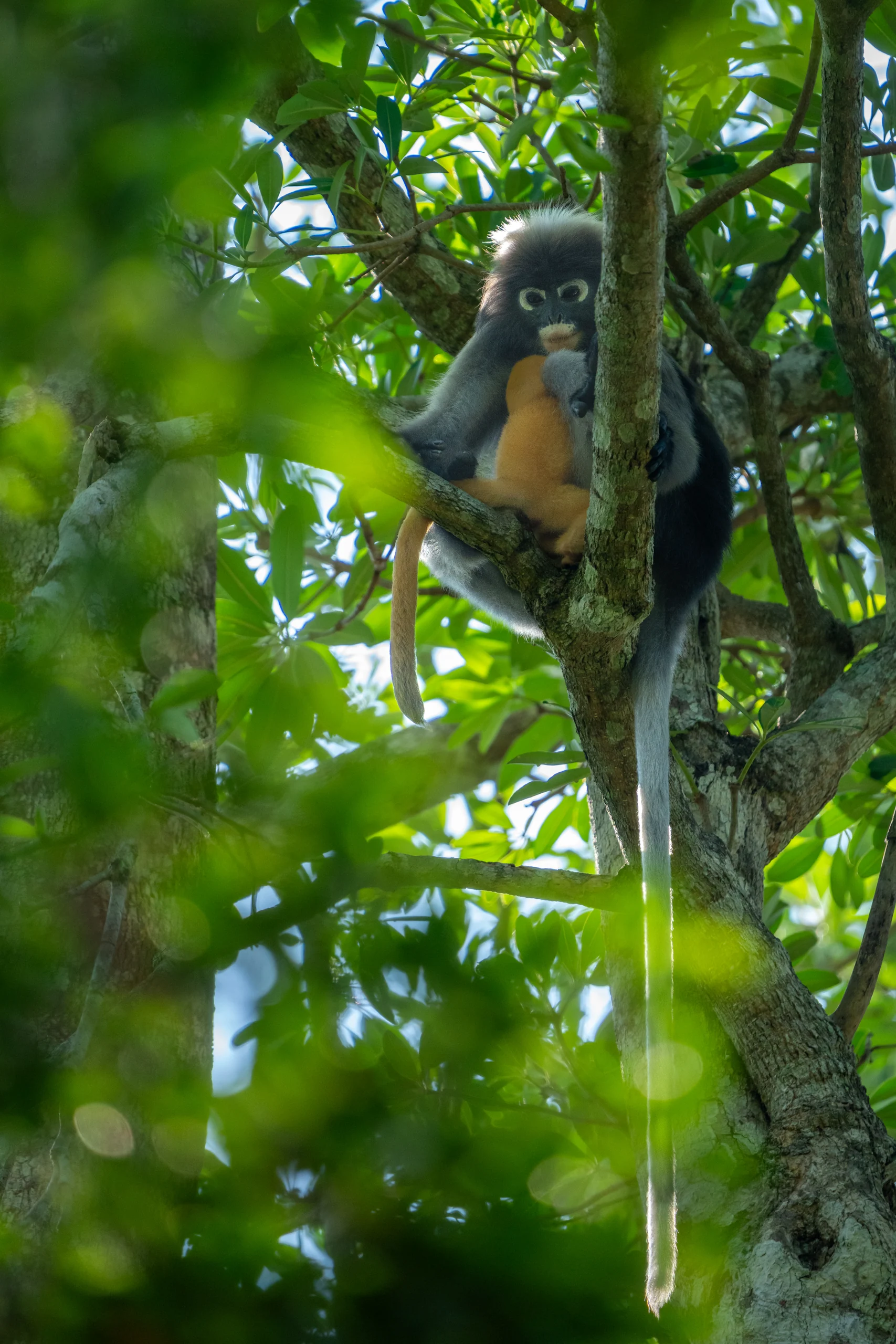 A dark-furred monkey holds a smaller orange-furred monkey among green leaves and branching trunks.