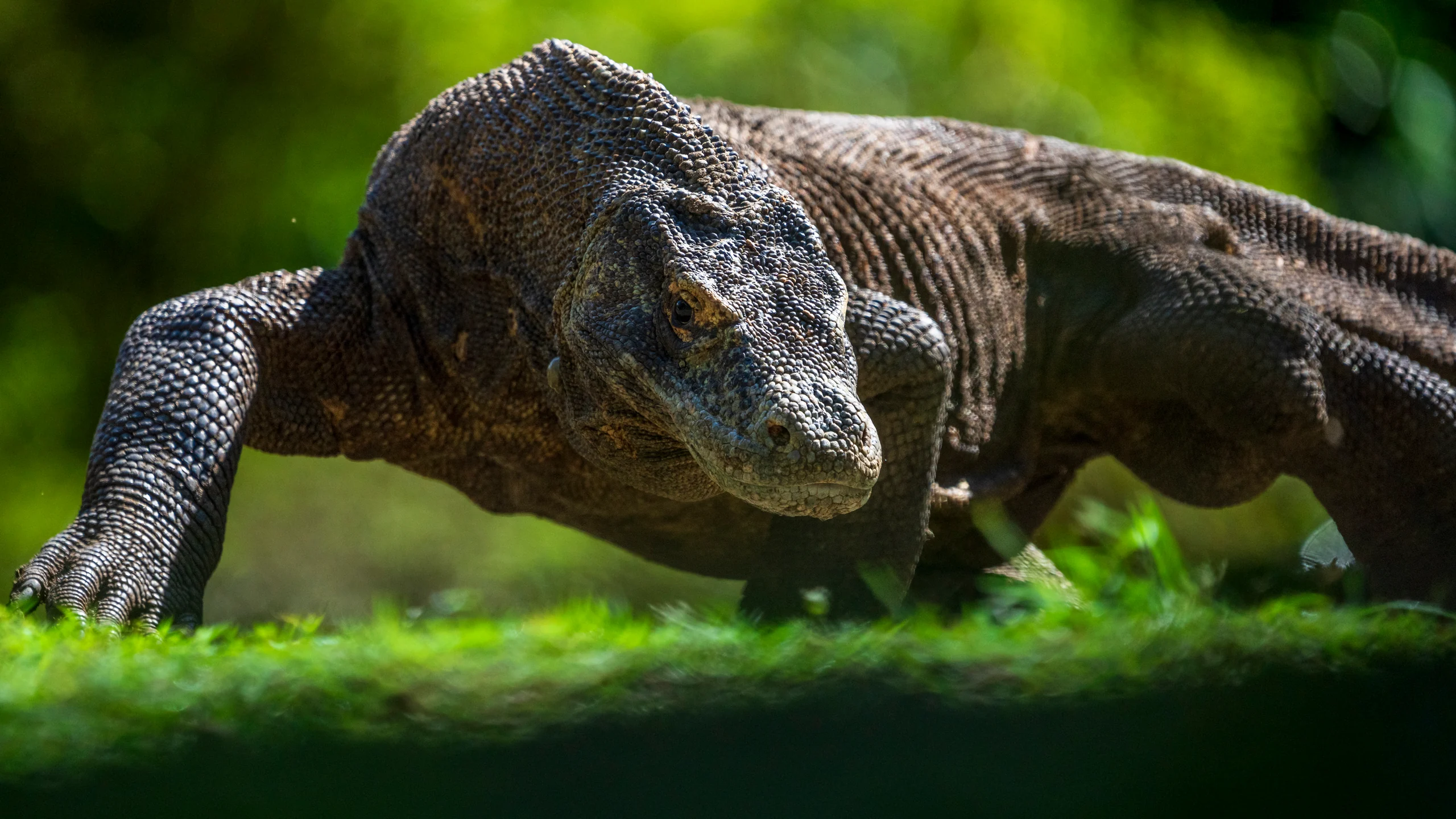 A large dark lizard holds its body low over short grass, with its head facing forward.