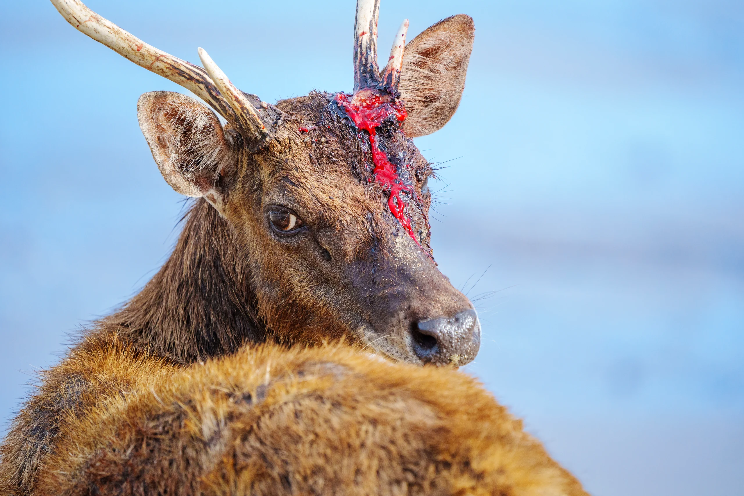 An antlered deer looks over its shoulder, with exposed red tissue visible near an antler base and across its forehead.