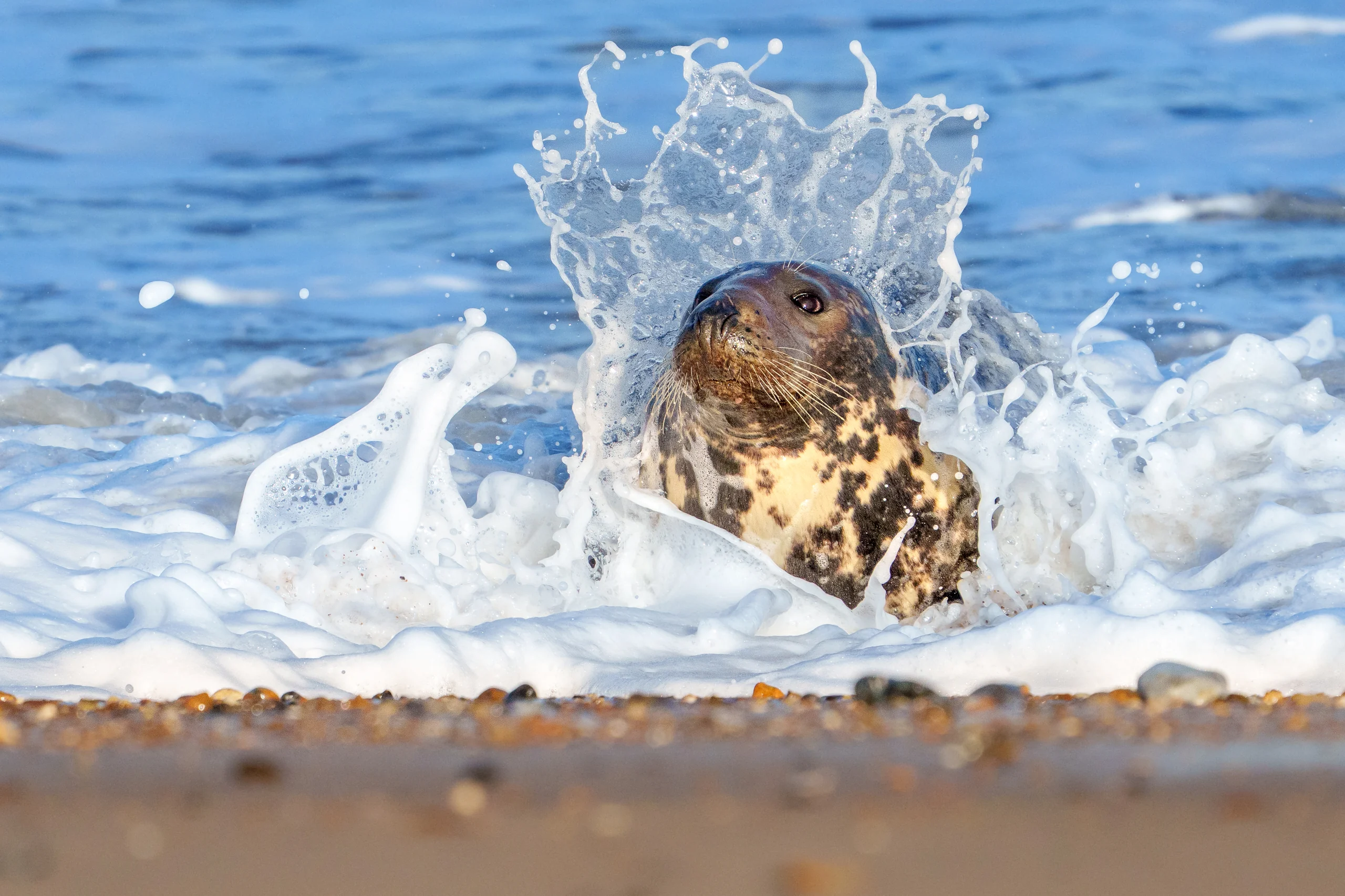 A seal holds its head above a ring of white surf at a pebbly waterline.