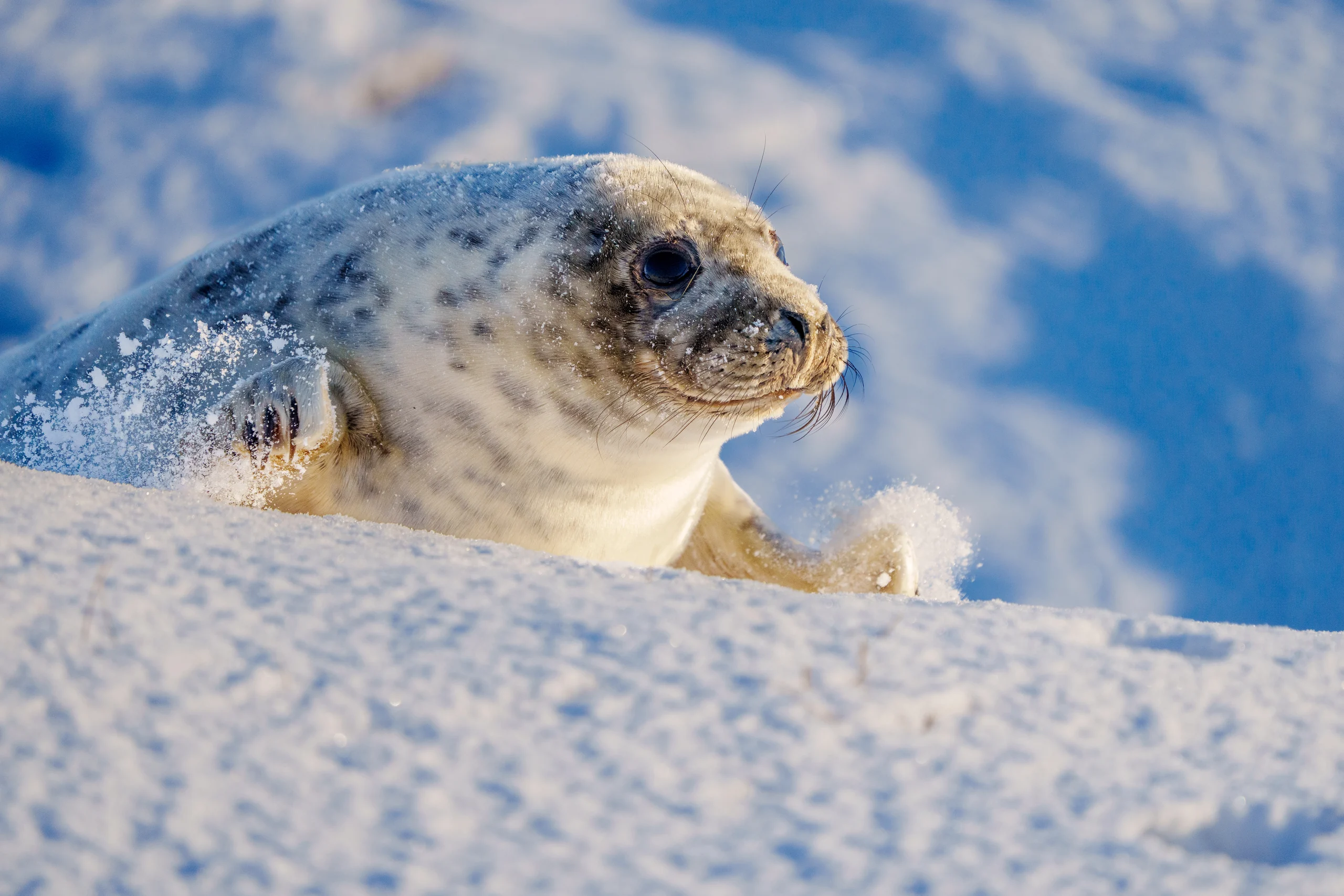 A spotted grey seal raises its head above pale ground, with loose white granules across its fur.