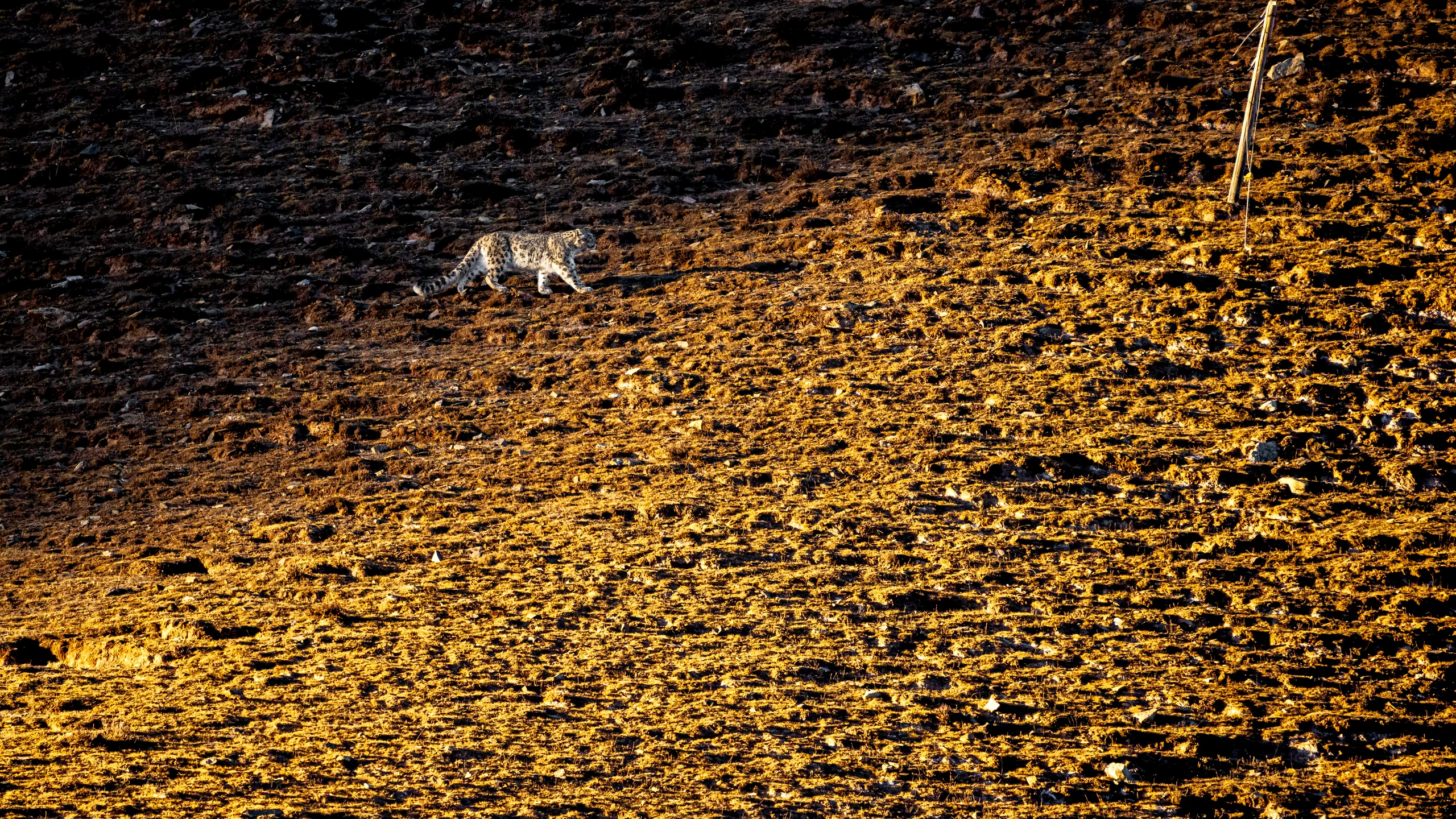 A snow leopard crosses a rocky mountain slope between deep shadow and golden light.