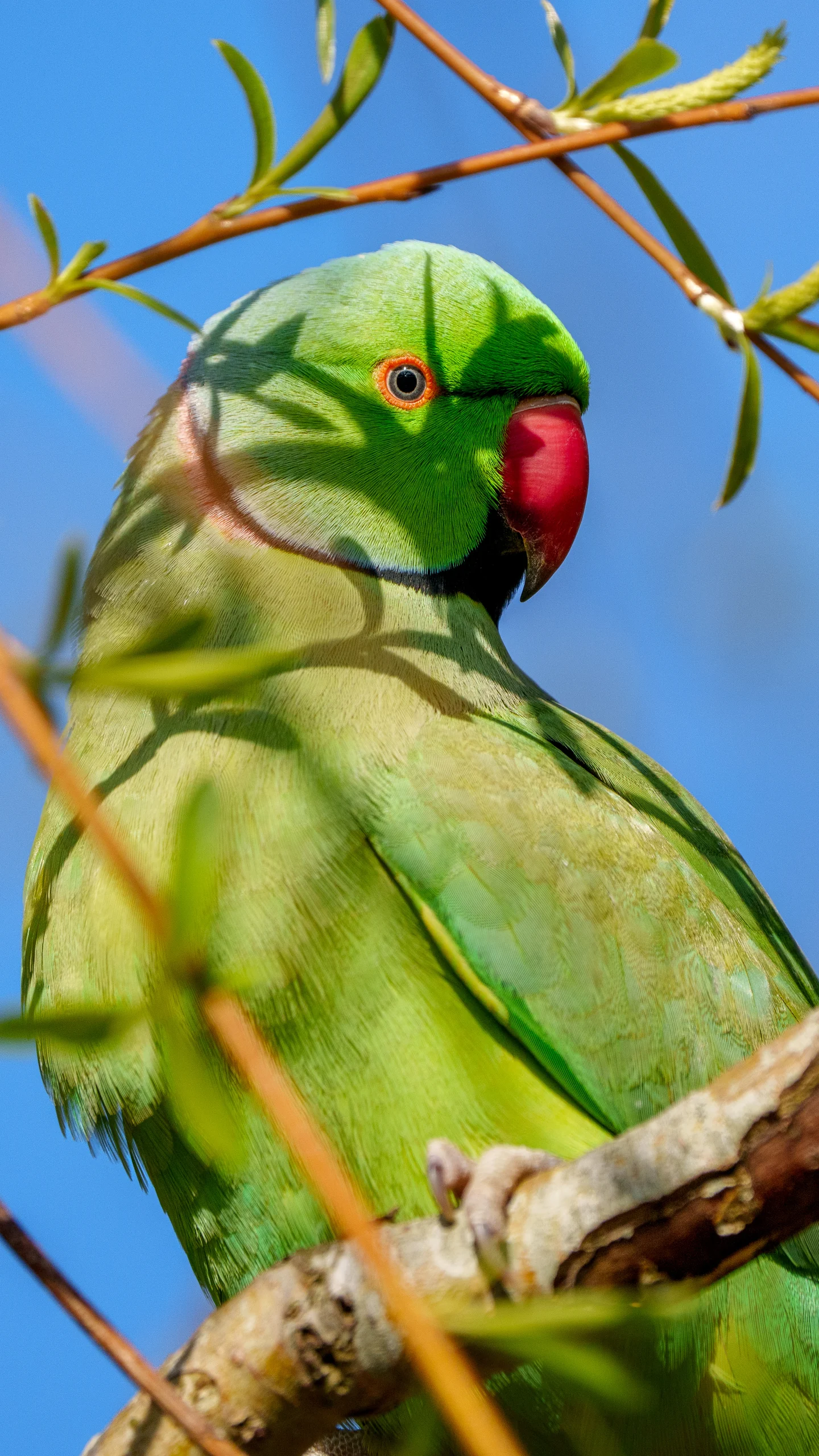A green parakeet with a red beak and dark neck ring perches among thin branches against a blue sky.
