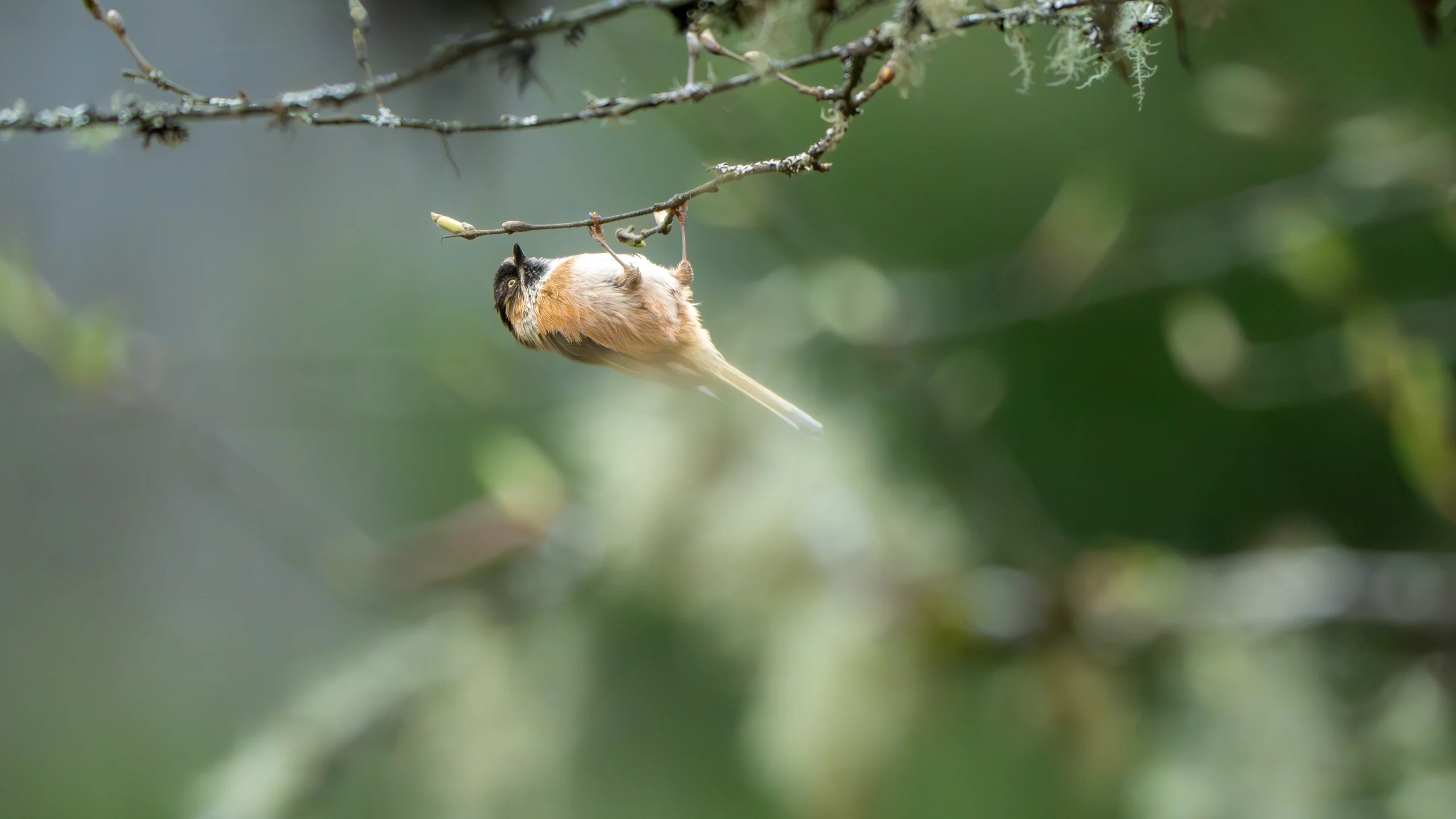 A small bird hangs upside down from a thin twig against a blurred green background.