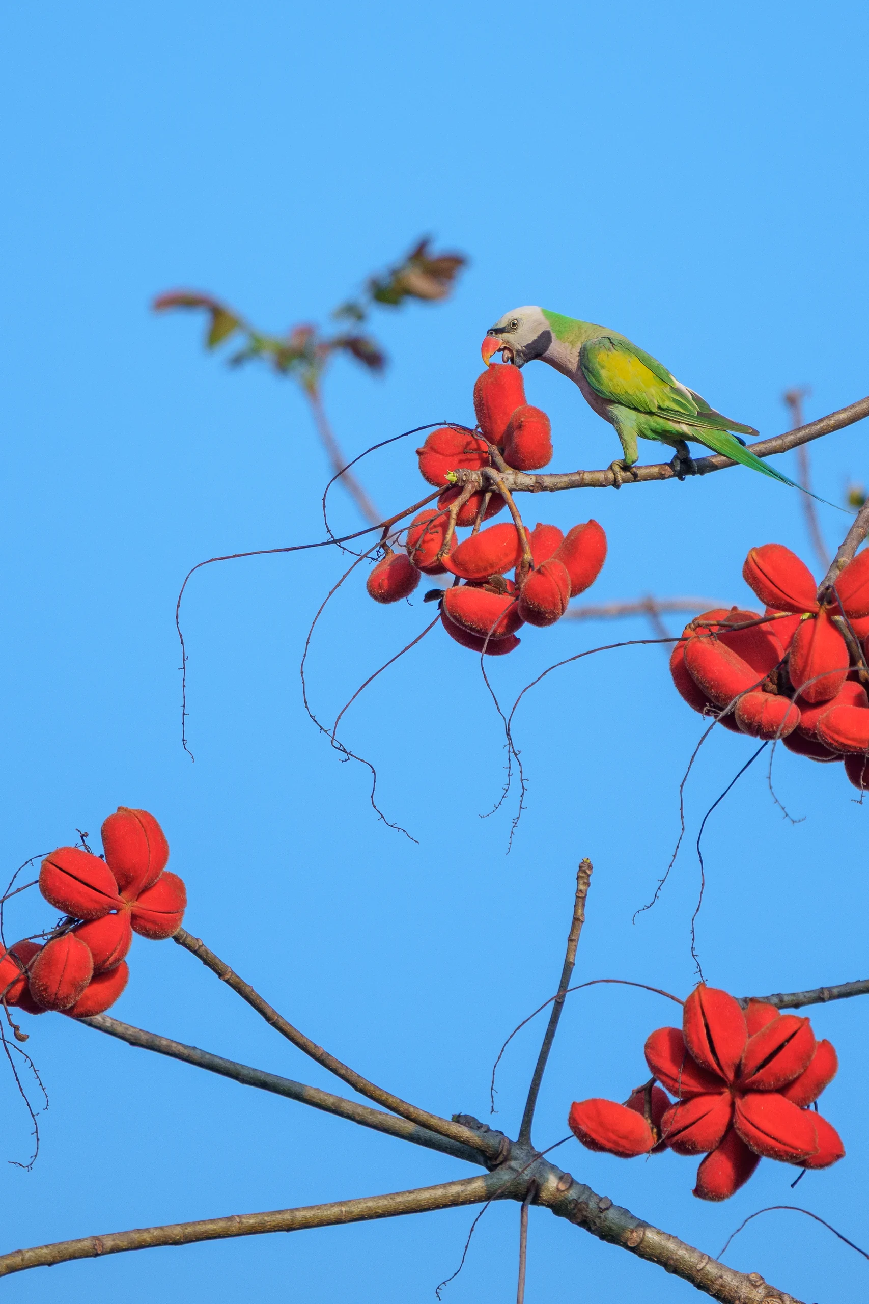 A small green bird perches beside vivid red flowers on bare branches against a clear blue sky.