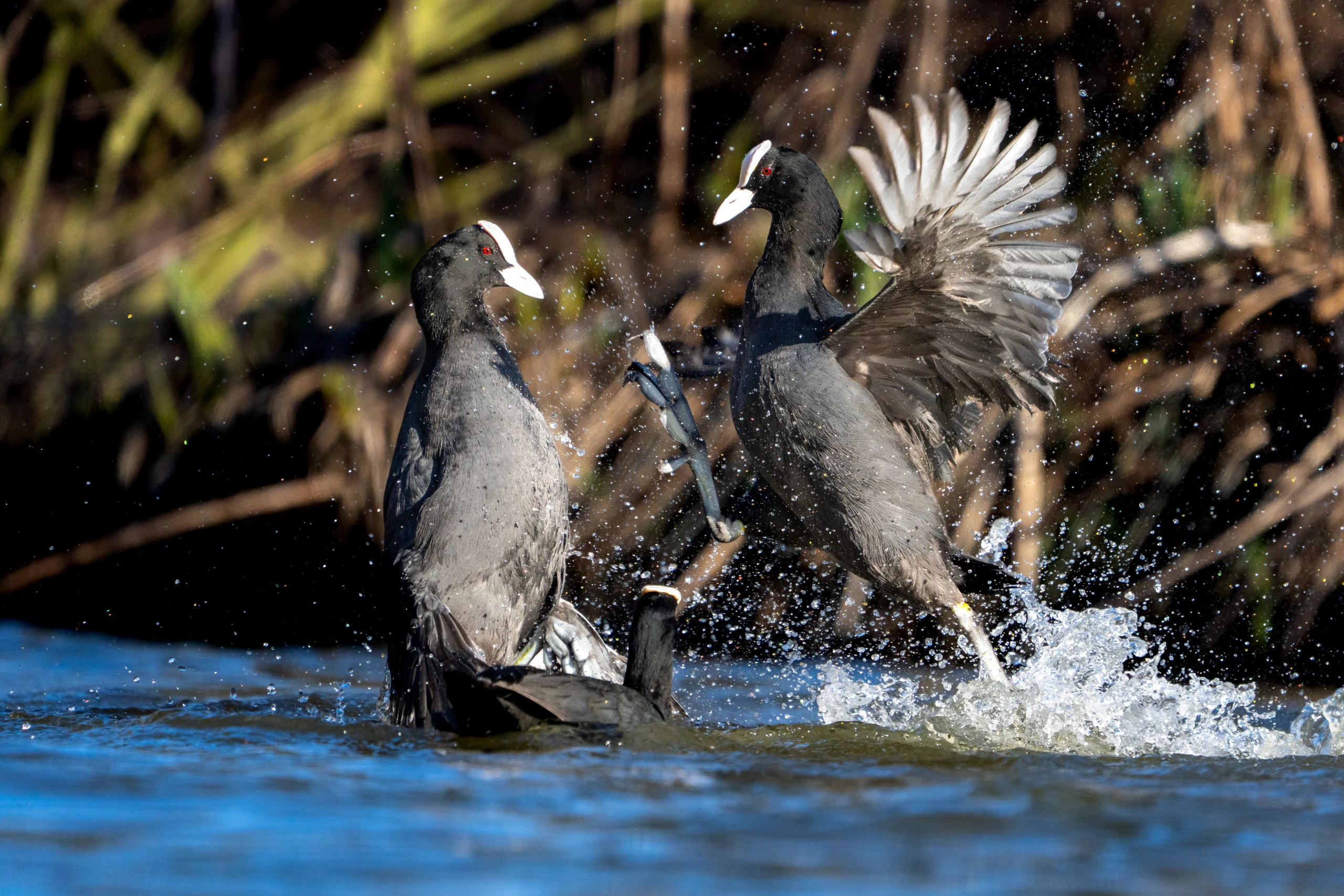Two dark waterbirds face each other with raised bodies, spread wings and feet above the splashing water.