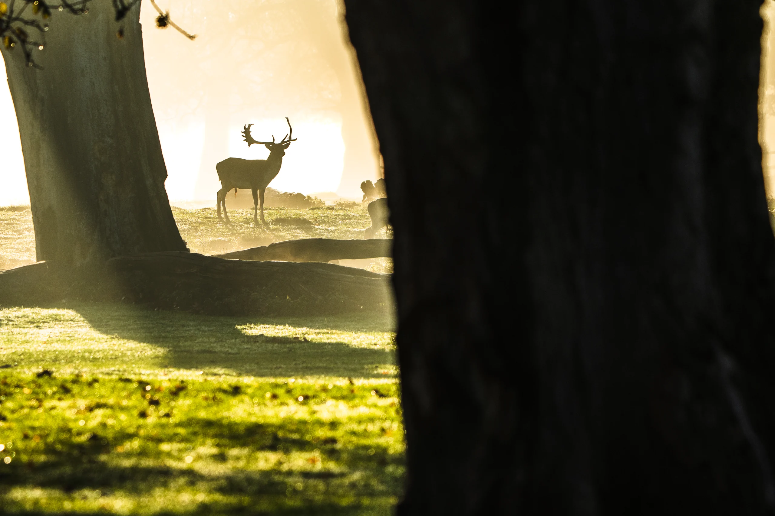 An antlered deer stands in a bright opening between large tree trunks, beyond a shaded grassy foreground.