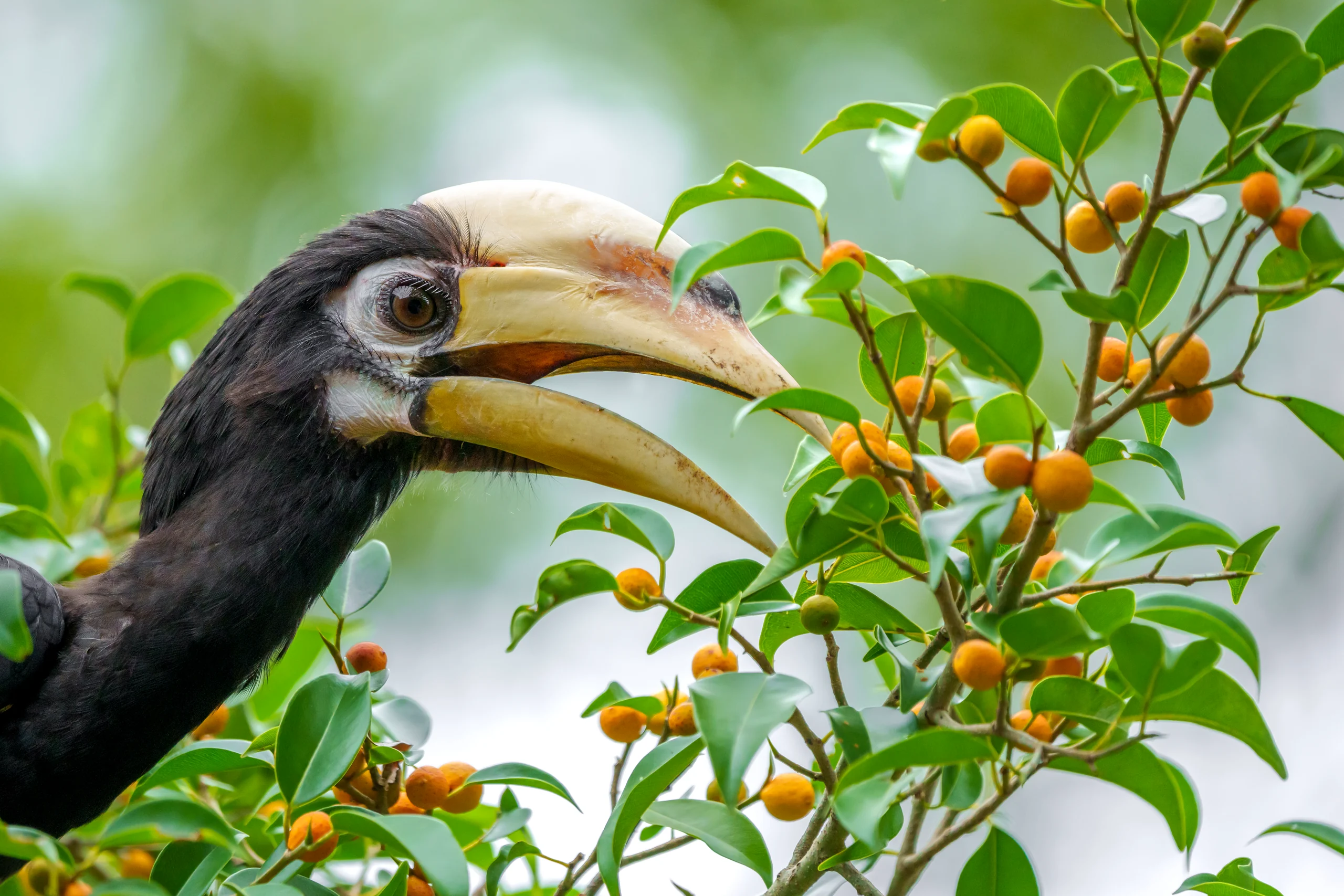 A hornbill opens its pale bill beside a leafy branch covered in small orange fruit.