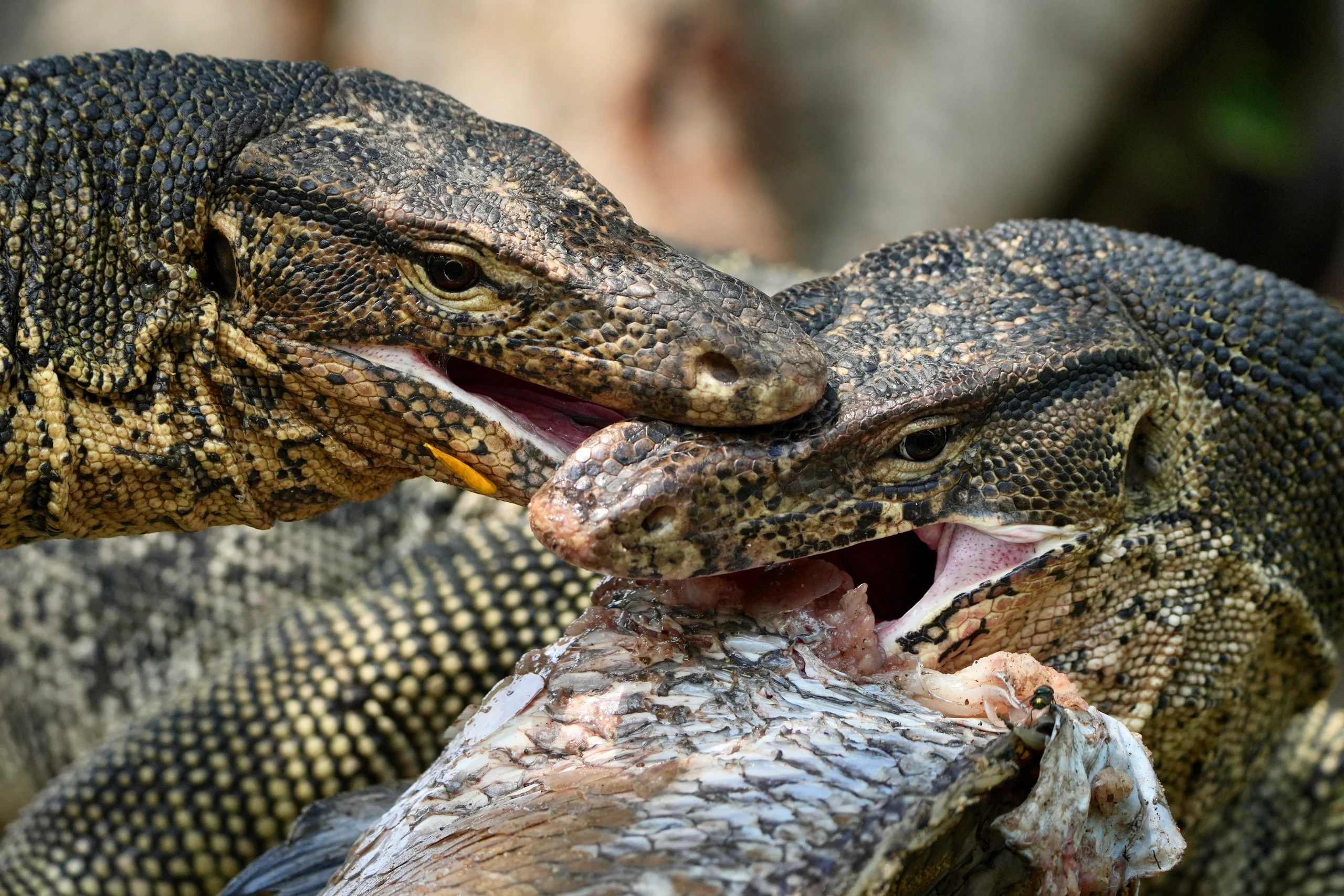 Two lizards with patterned scales press their open jaws around a fish carcass.