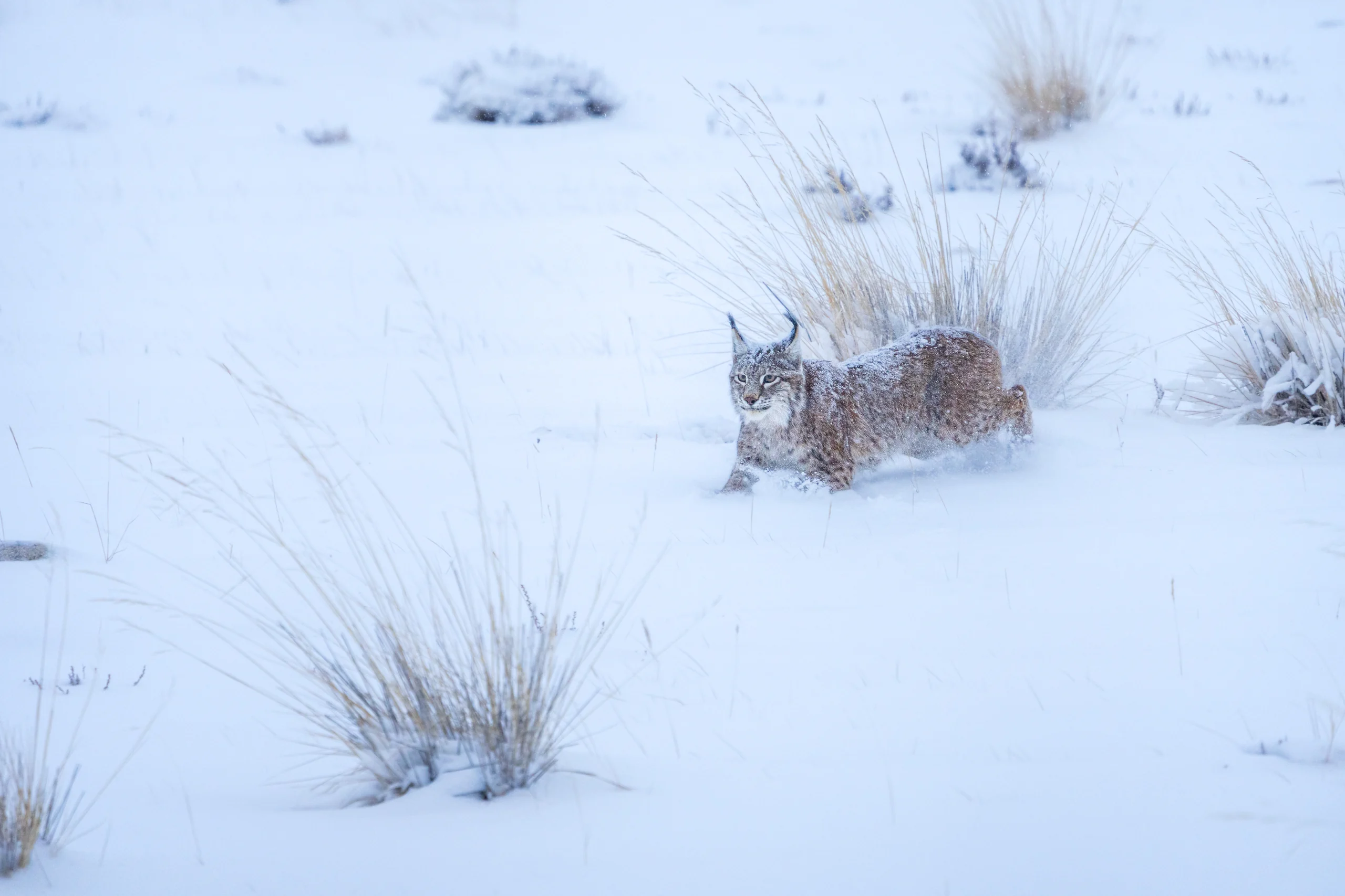 A tuft-eared lynx stands among scattered grass tussocks on snow-covered ground.