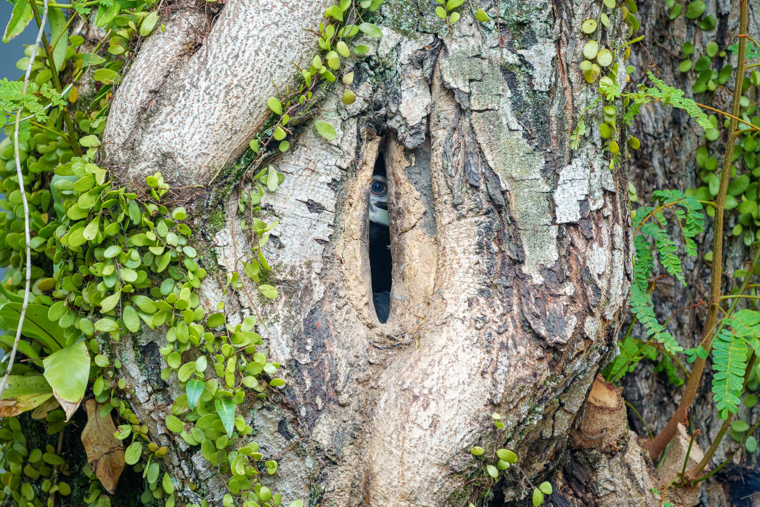An eye and part of an animal’s face are visible through a narrow opening in a tree trunk surrounded by small green leaves.
