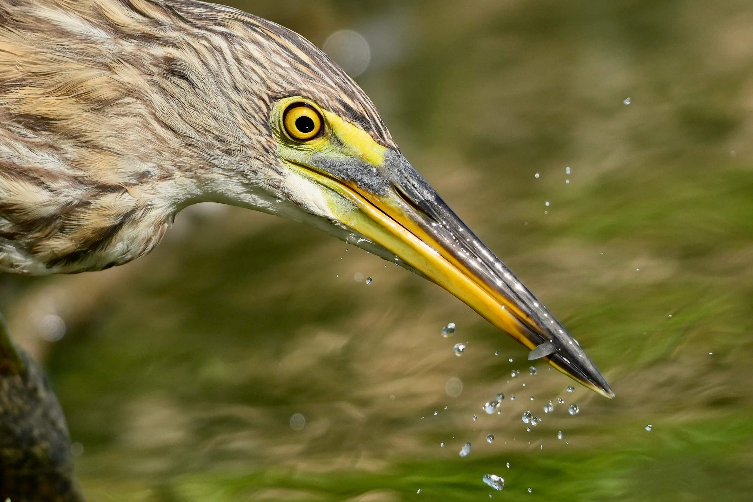 A close view of a yellow-eyed bird holding a small fish at its bill tip, with droplets falling below.