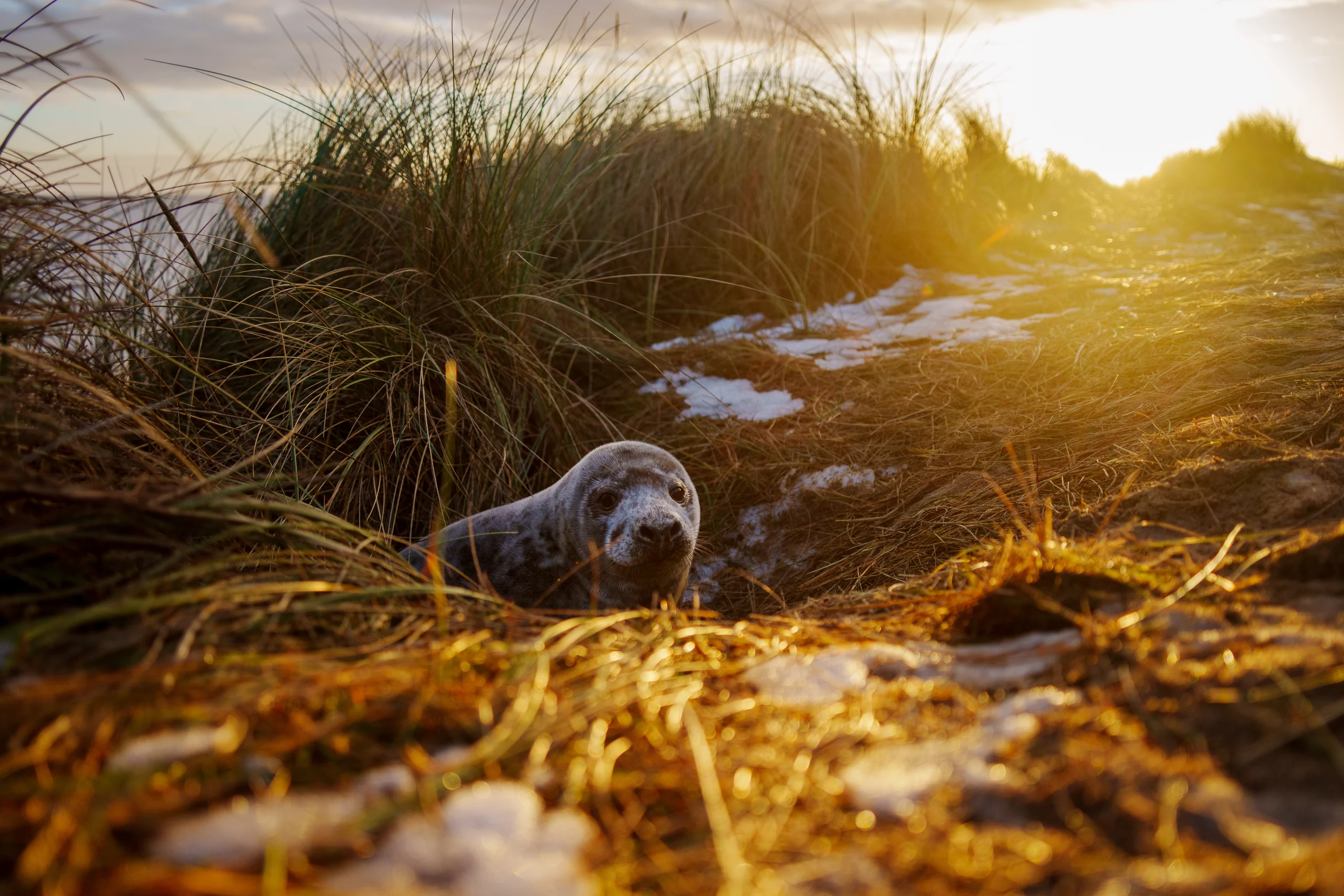 A seal looks out from tall grasses and pale patches on the ground in warm, low sunlight.