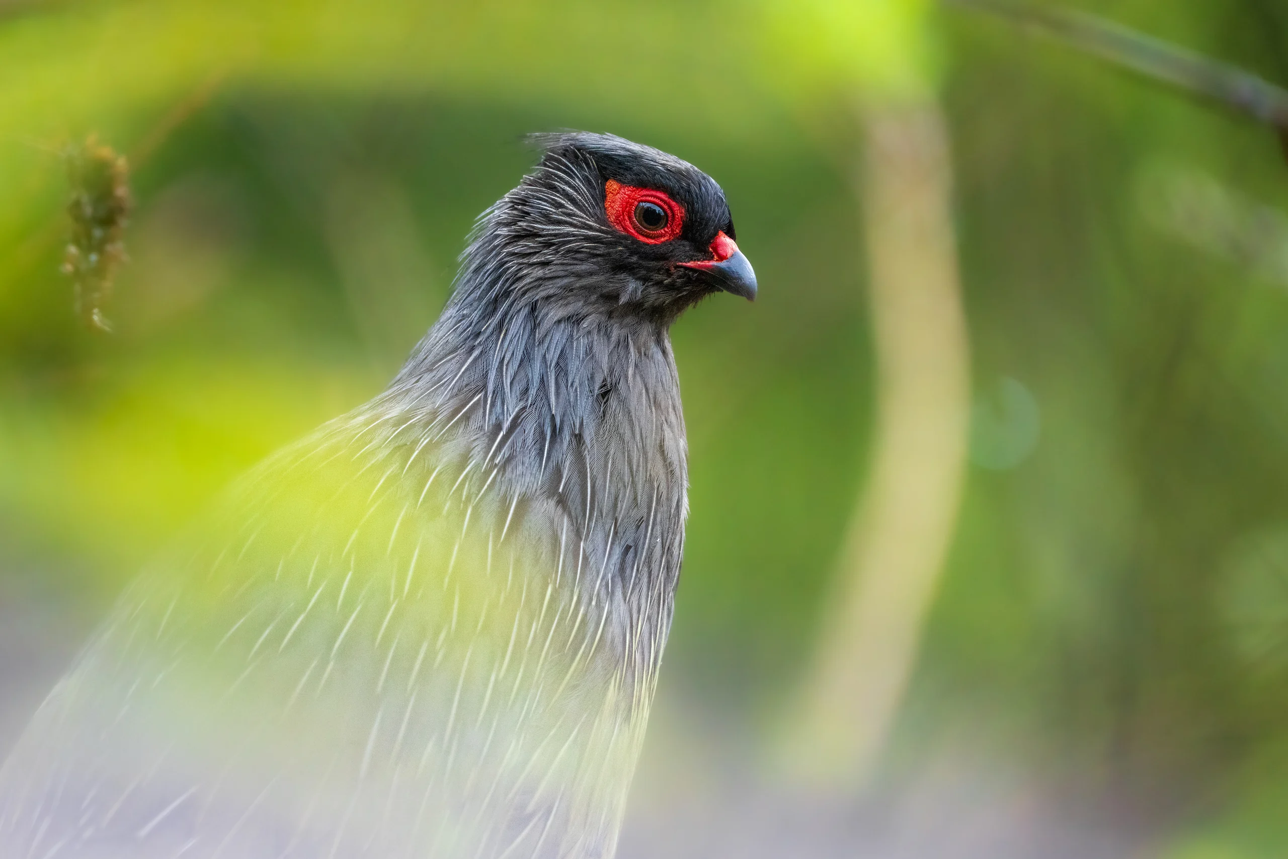A grey bird with bright red skin around its eye stands in profile behind softly blurred green leaves.