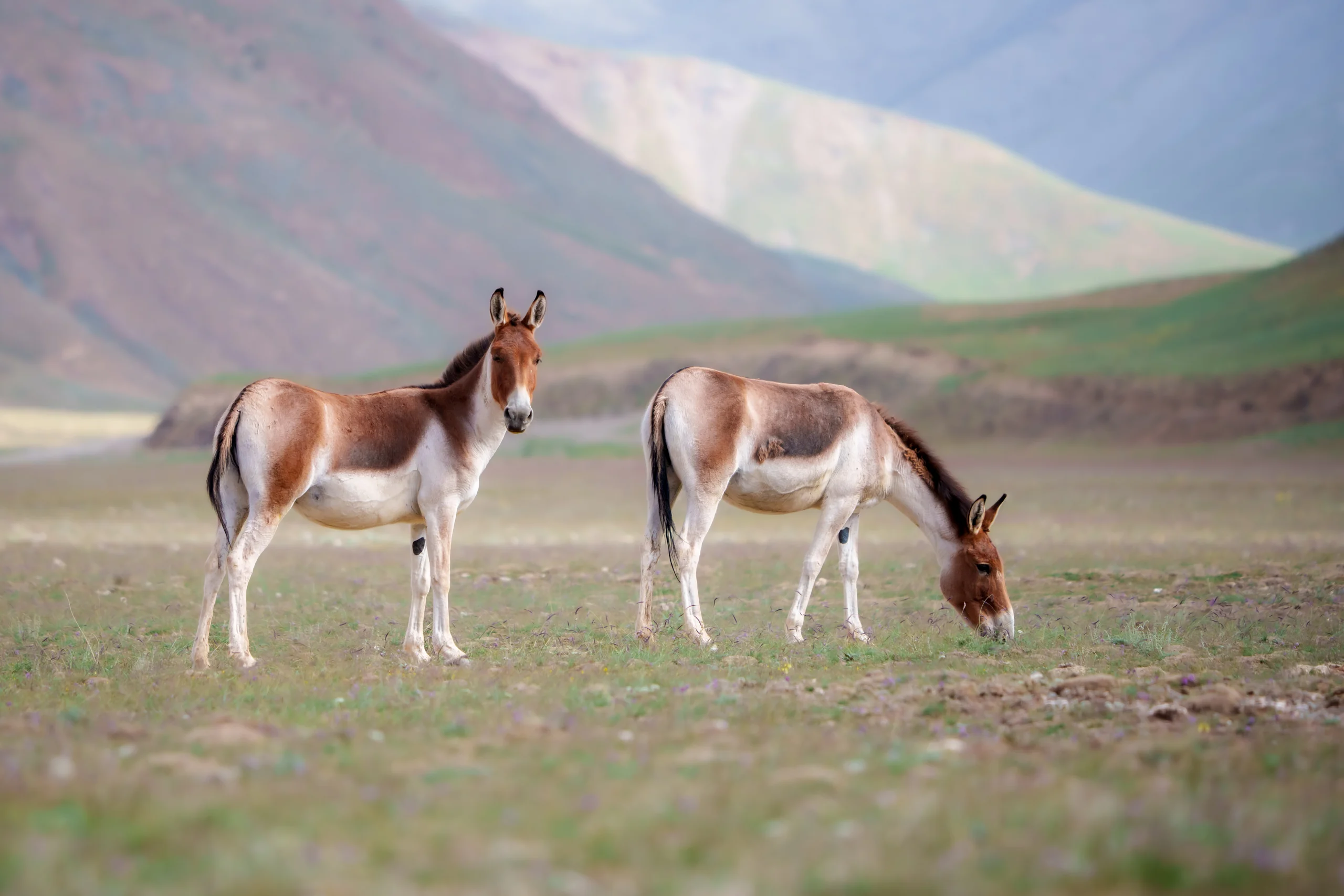 Two brown-and-white donkeys stand on sparse grass below broad mountain slopes, one with its head lowered.