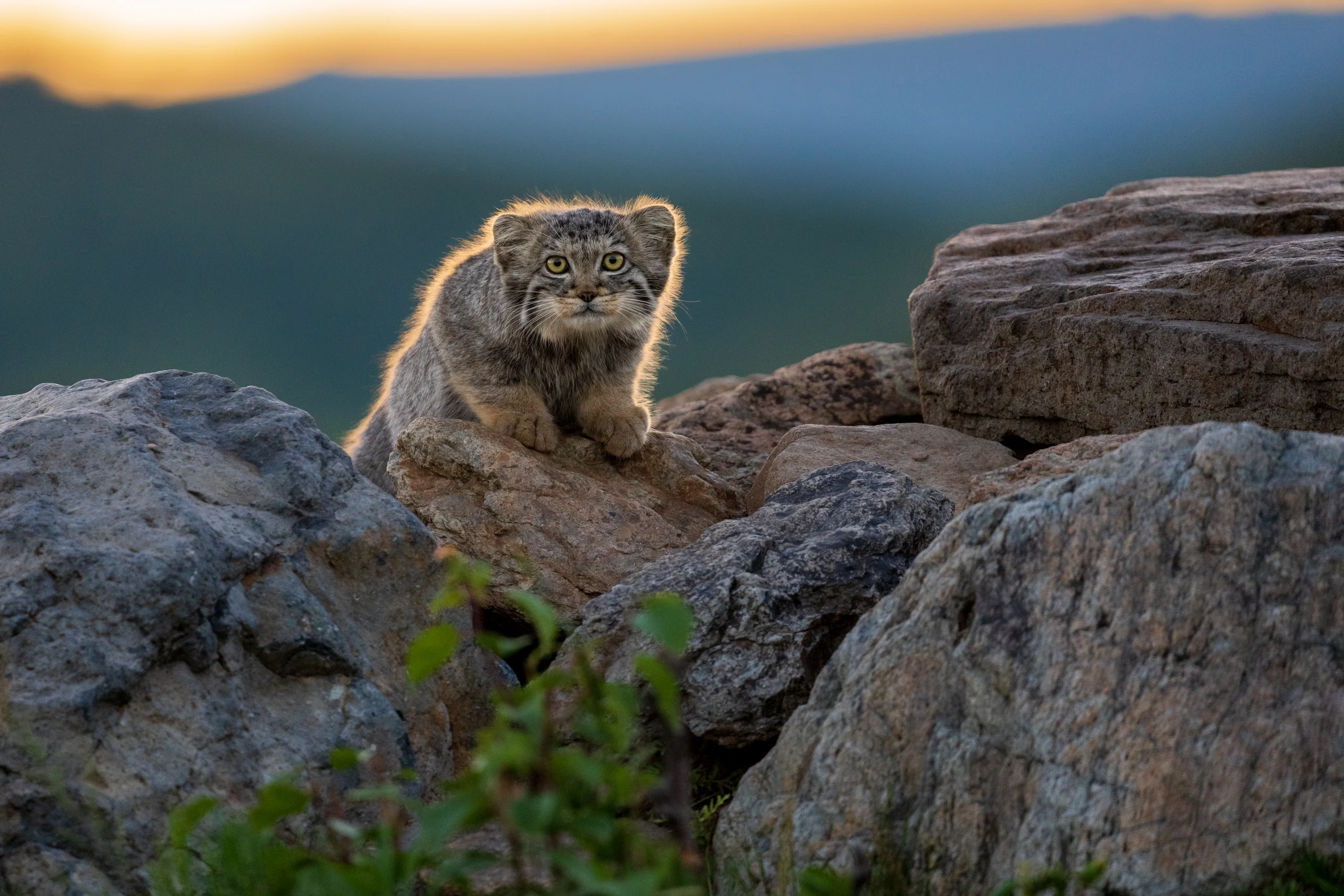 A Pallas’s cat faces the camera between layered rocks, with warm light along its outline.