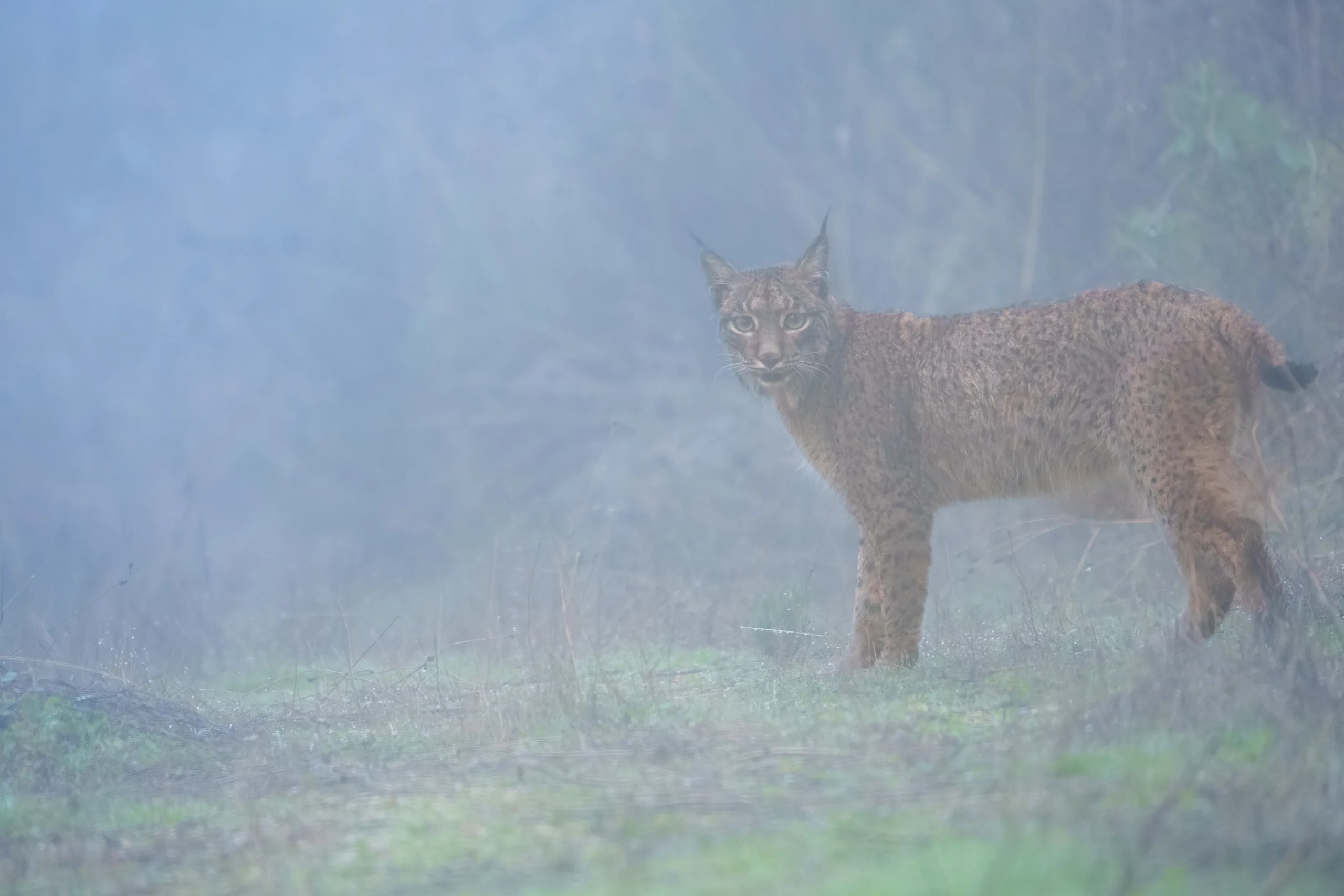 A spotted lynx stands side-on in bluish haze and turns its face toward the camera.