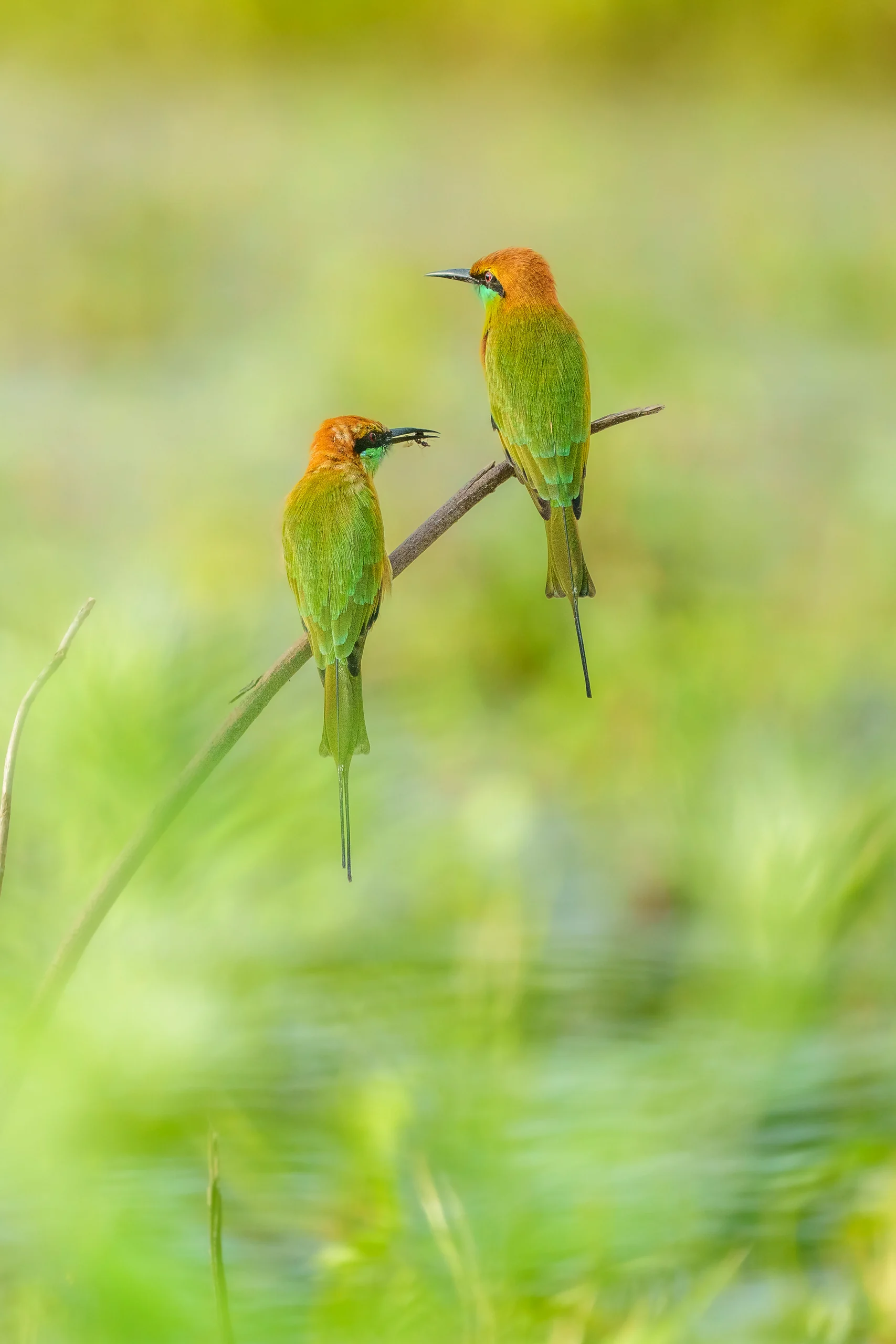 Two green birds with orange-brown heads perch at different heights on a diagonal twig above softly blurred water.