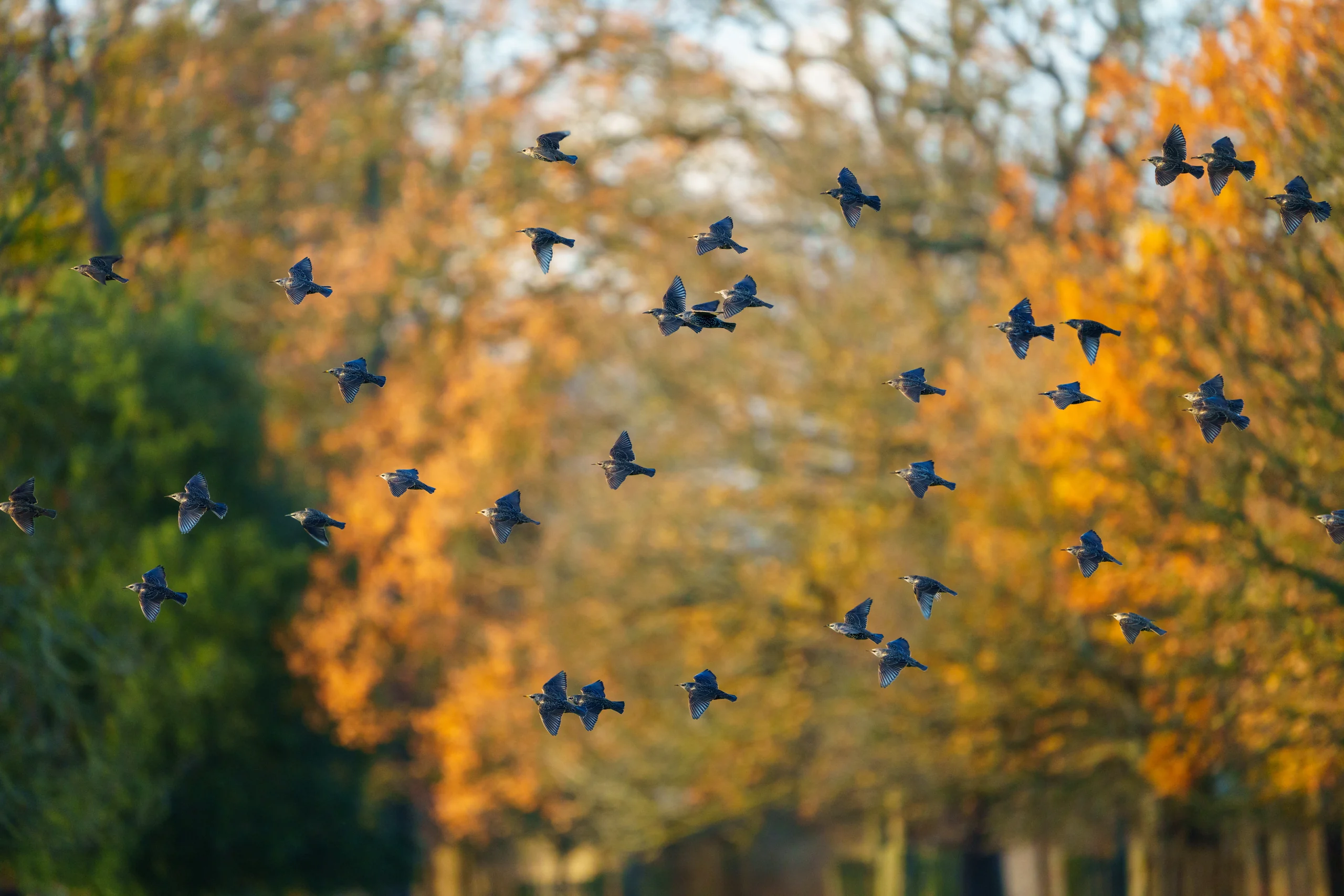 A flock of dark birds flies in front of trees with green, yellow and orange leaves.