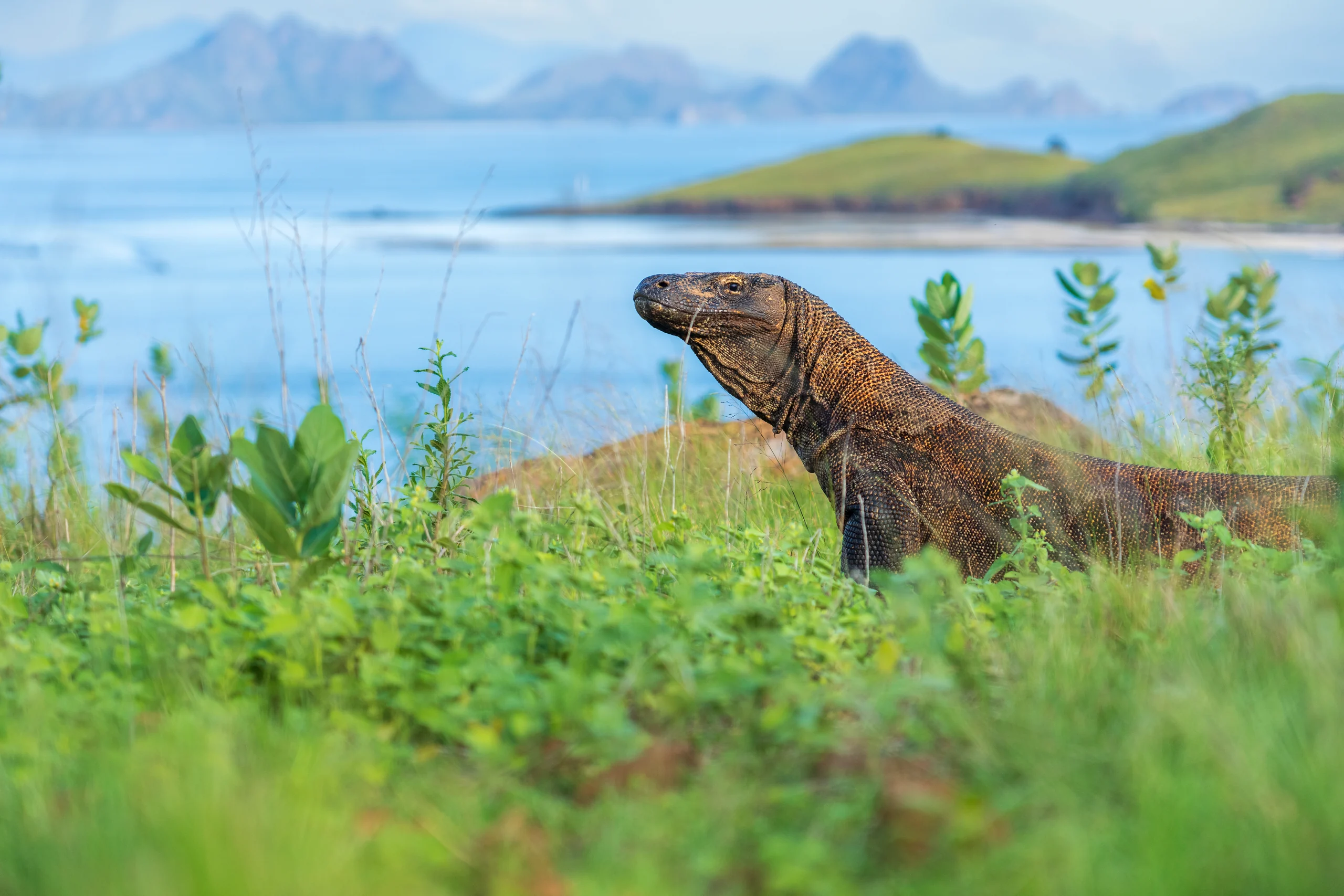 A large lizard stands among green plants above blue water, with low islands and distant ridges behind it.