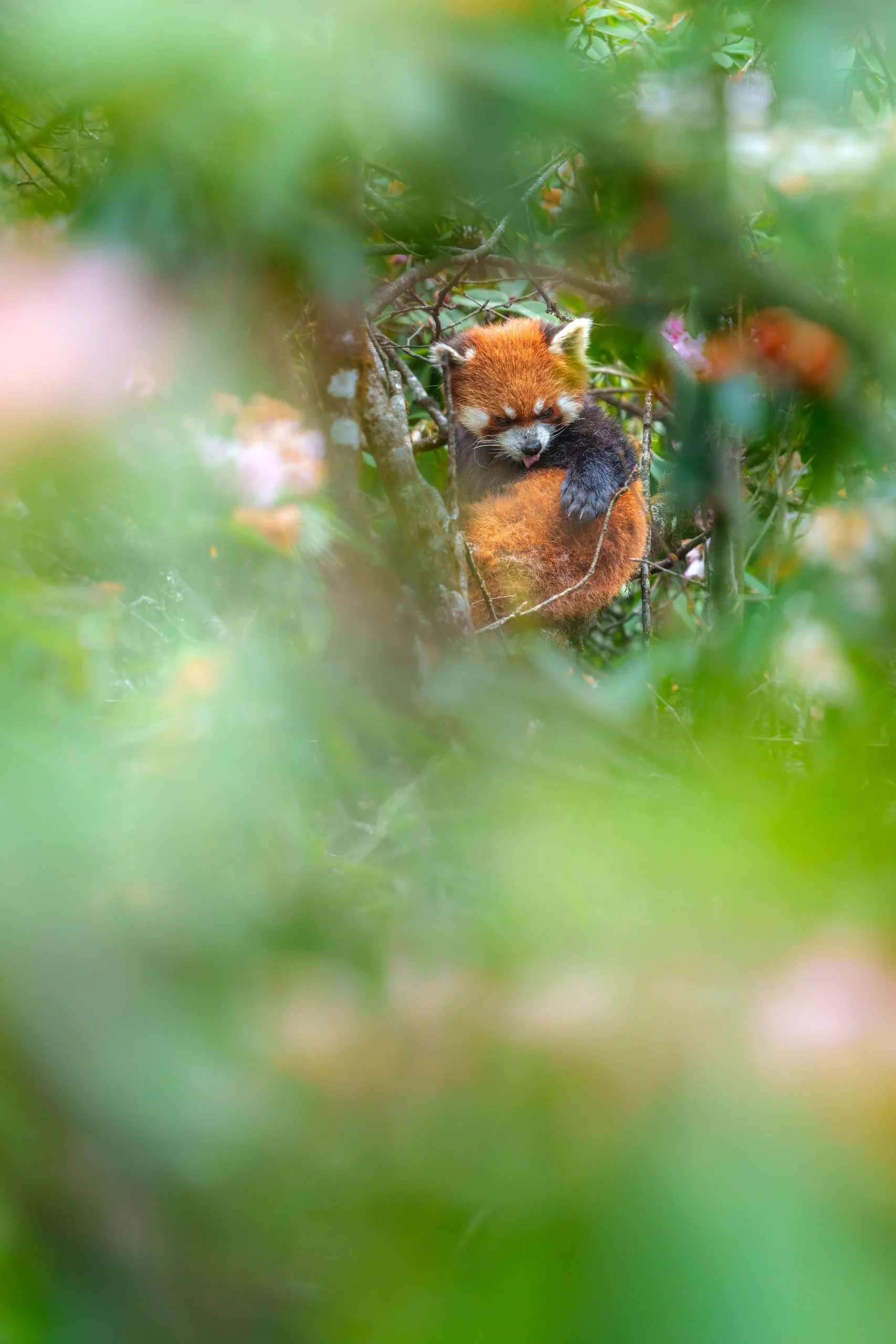 A red panda rests among branches, partly framed by blurred green leaves, with one dark forepaw draped over its orange fur.