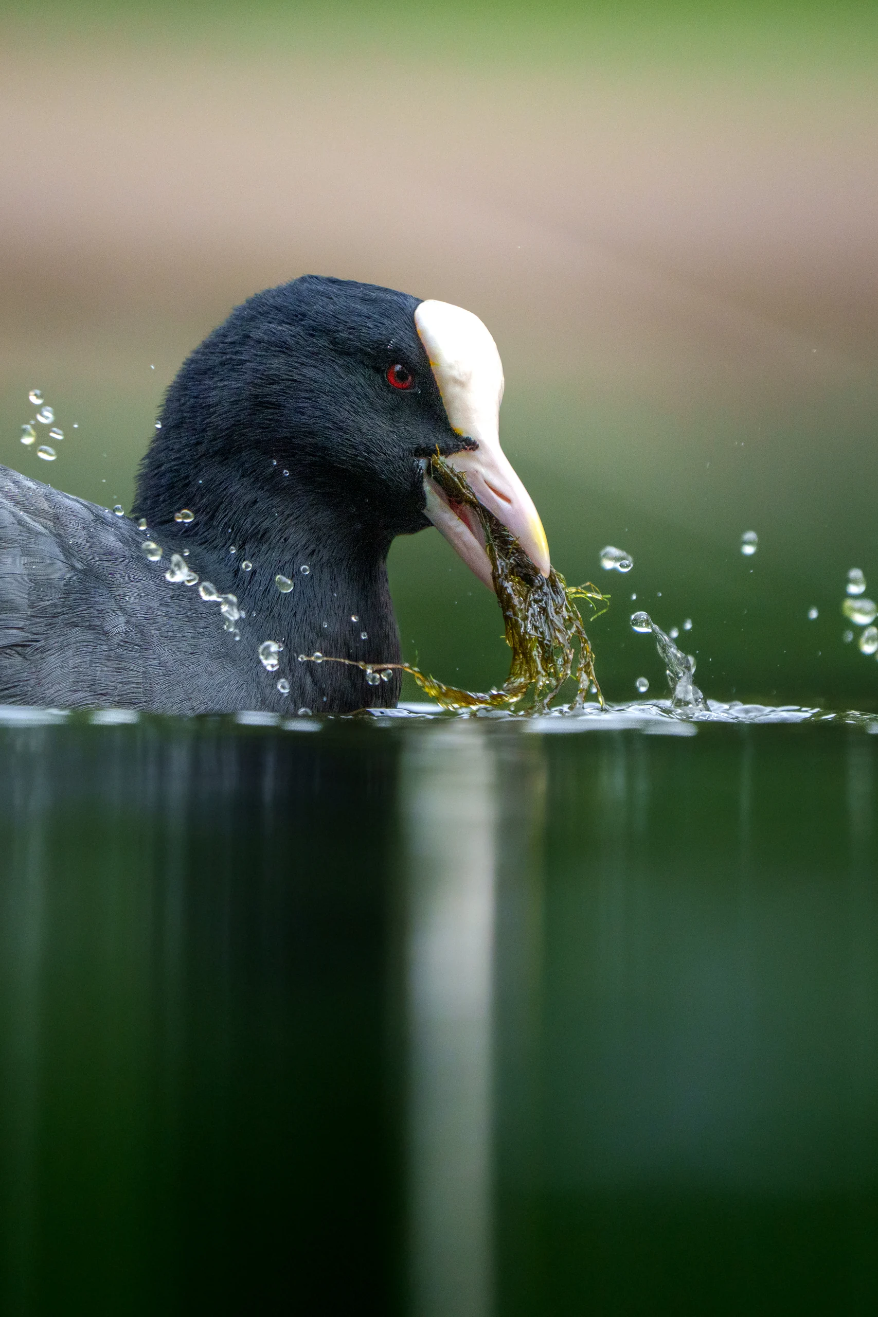 A dark waterbird with a white forehead shield holds green vegetation in its bill as droplets scatter above the water.