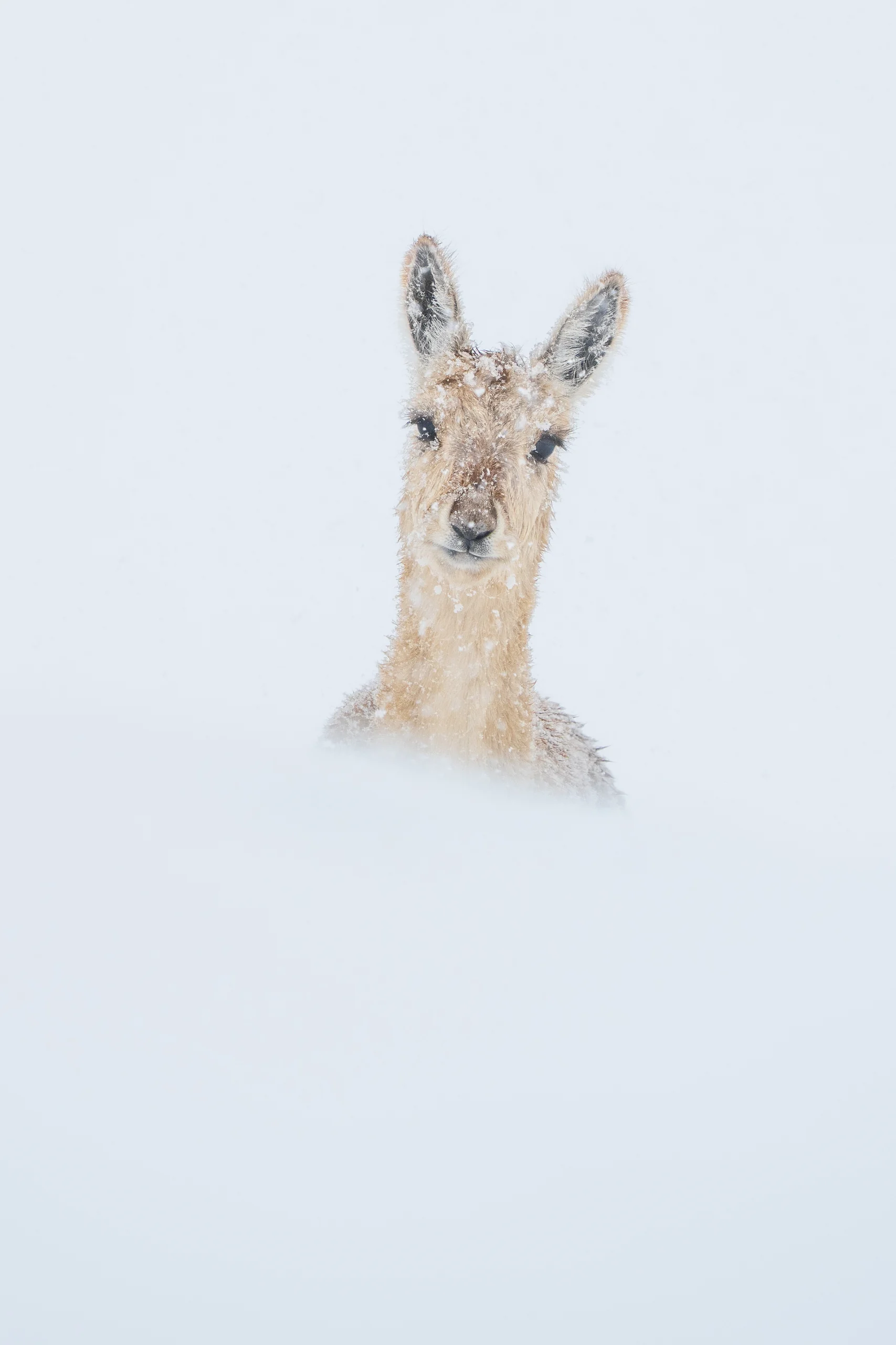 一只浅棕色长耳动物面向镜头,脸上沾着雪,下半身被白色前景遮住。