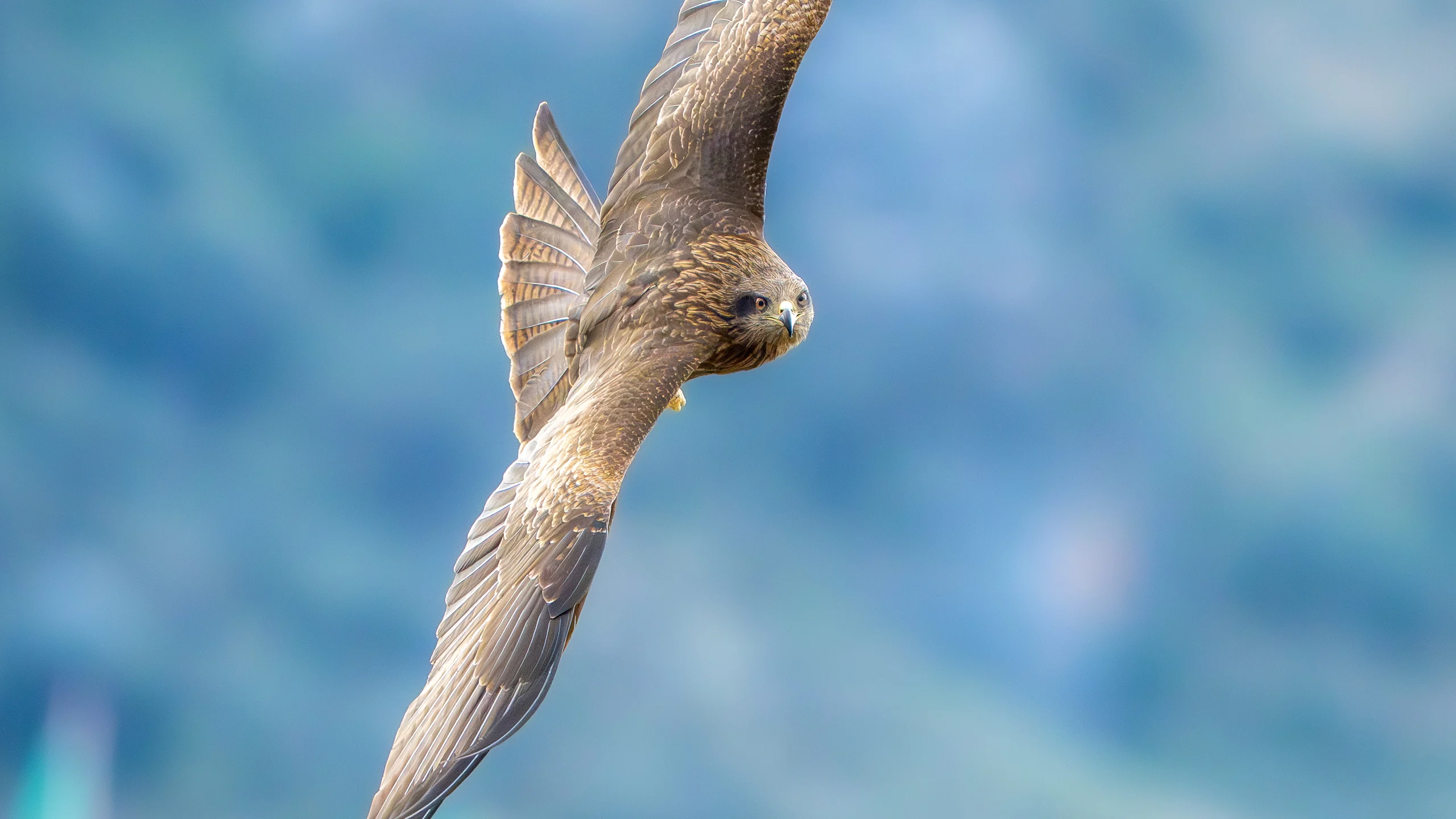 A brown bird of prey banks in flight, one wing raised and the other extending down across a blurred blue background.