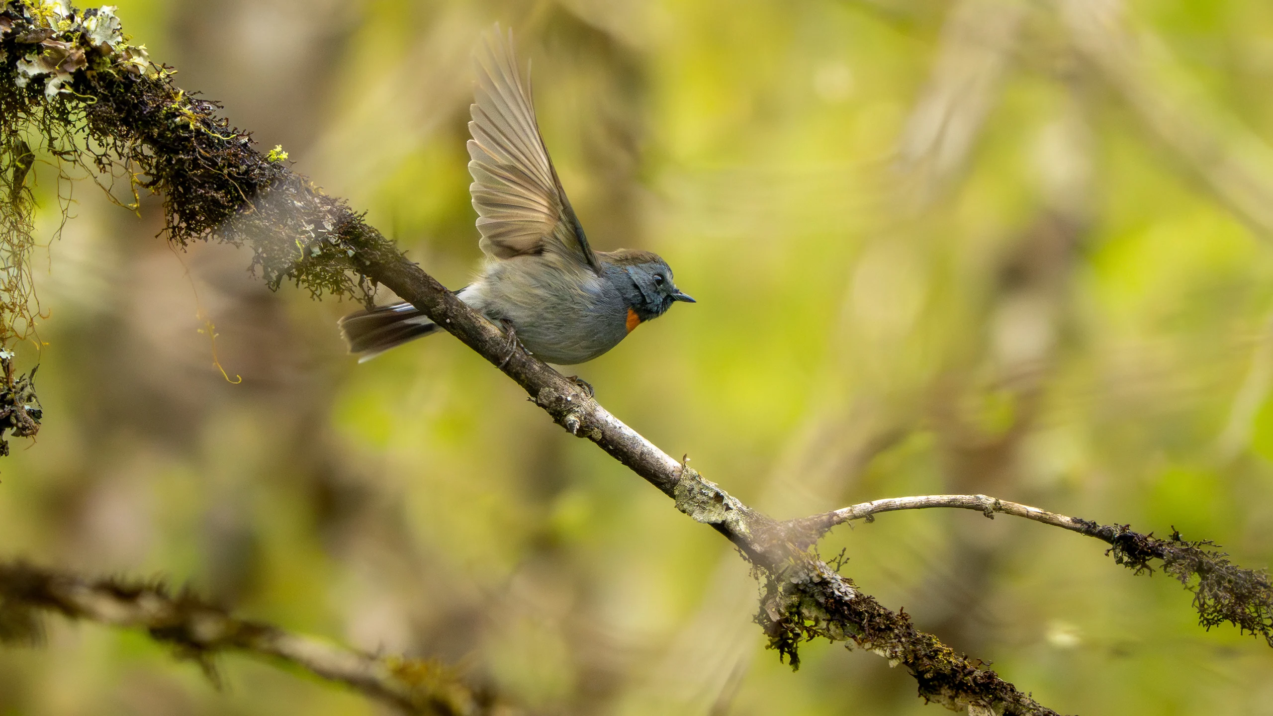A small grey bird with an orange throat patch raises a wing beside a moss-covered branch.