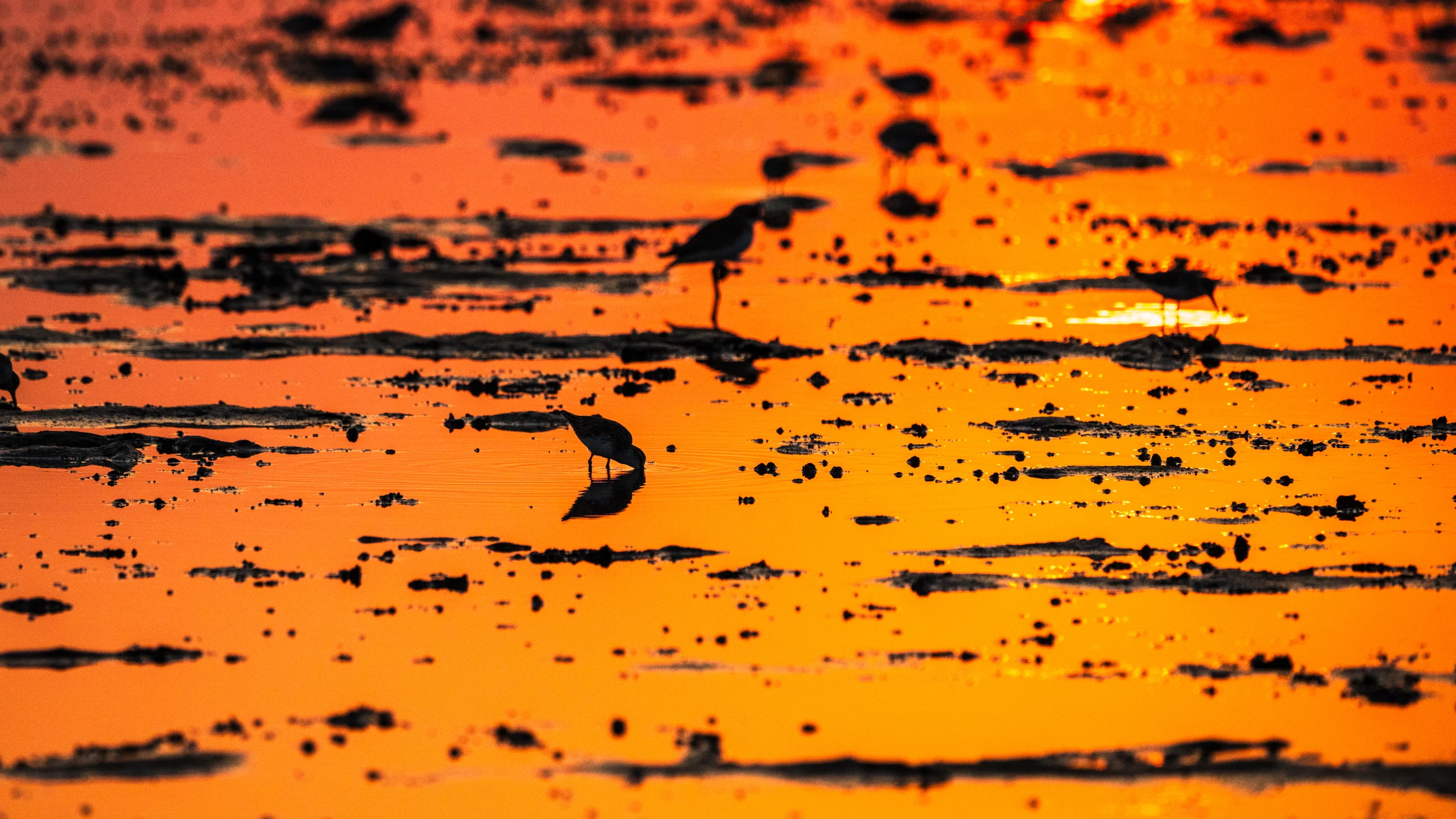 Small wading birds appear as dark silhouettes among patches of exposed ground on vivid orange water.
