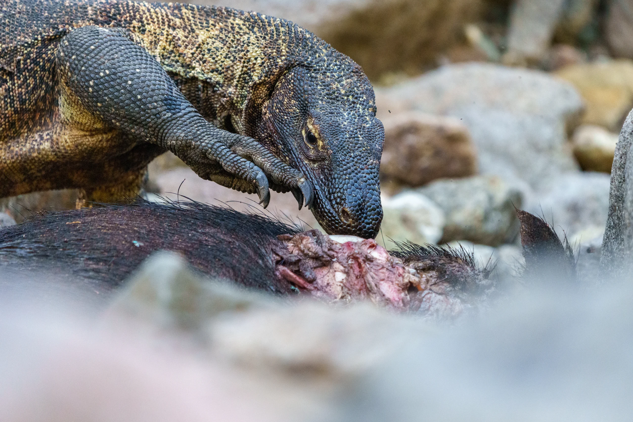 A large lizard bends over a dark-furred carcass, its forefoot beside exposed flesh among stones.