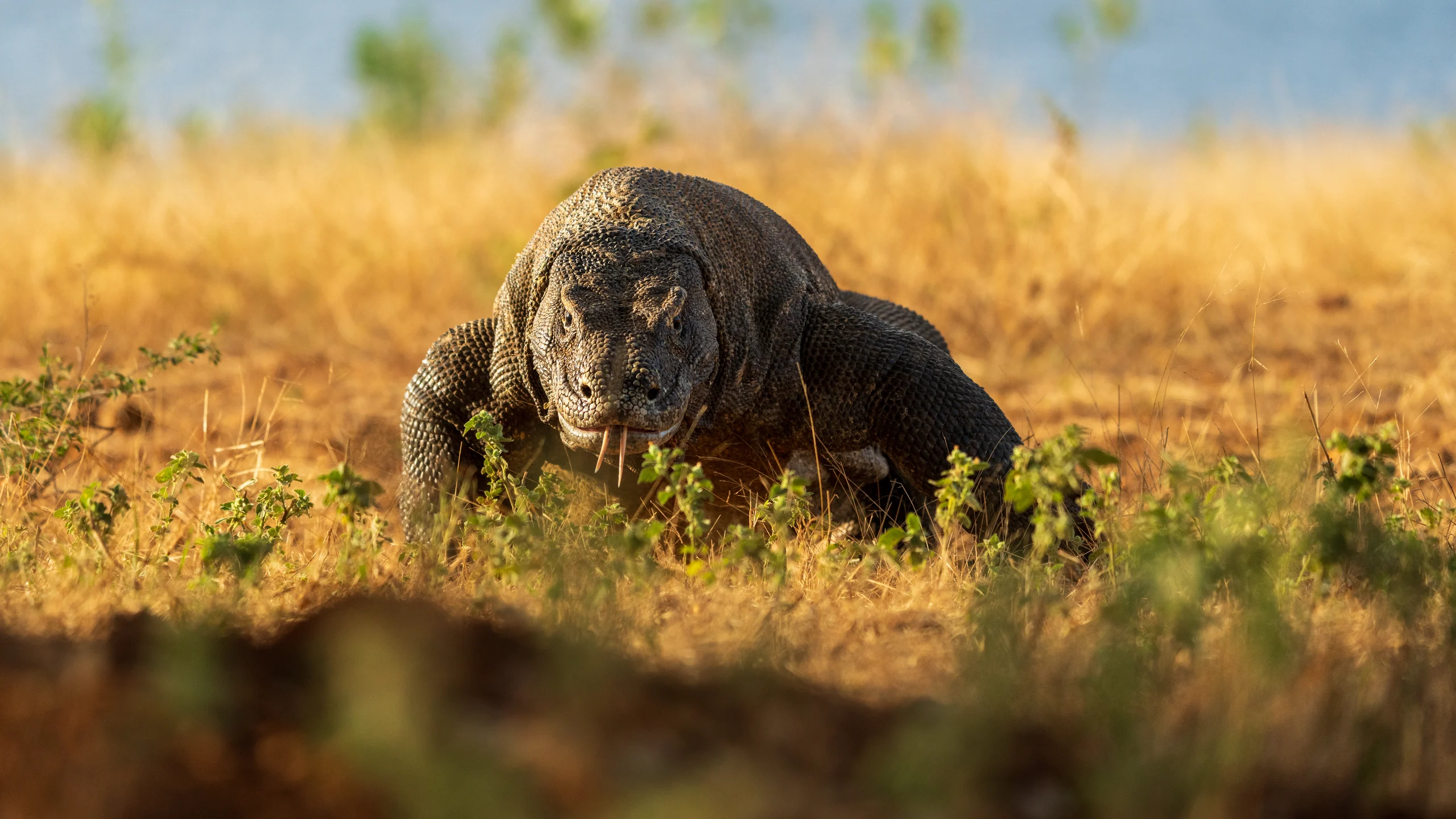 A large dark lizard faces forward among dry golden grass and scattered green plants.