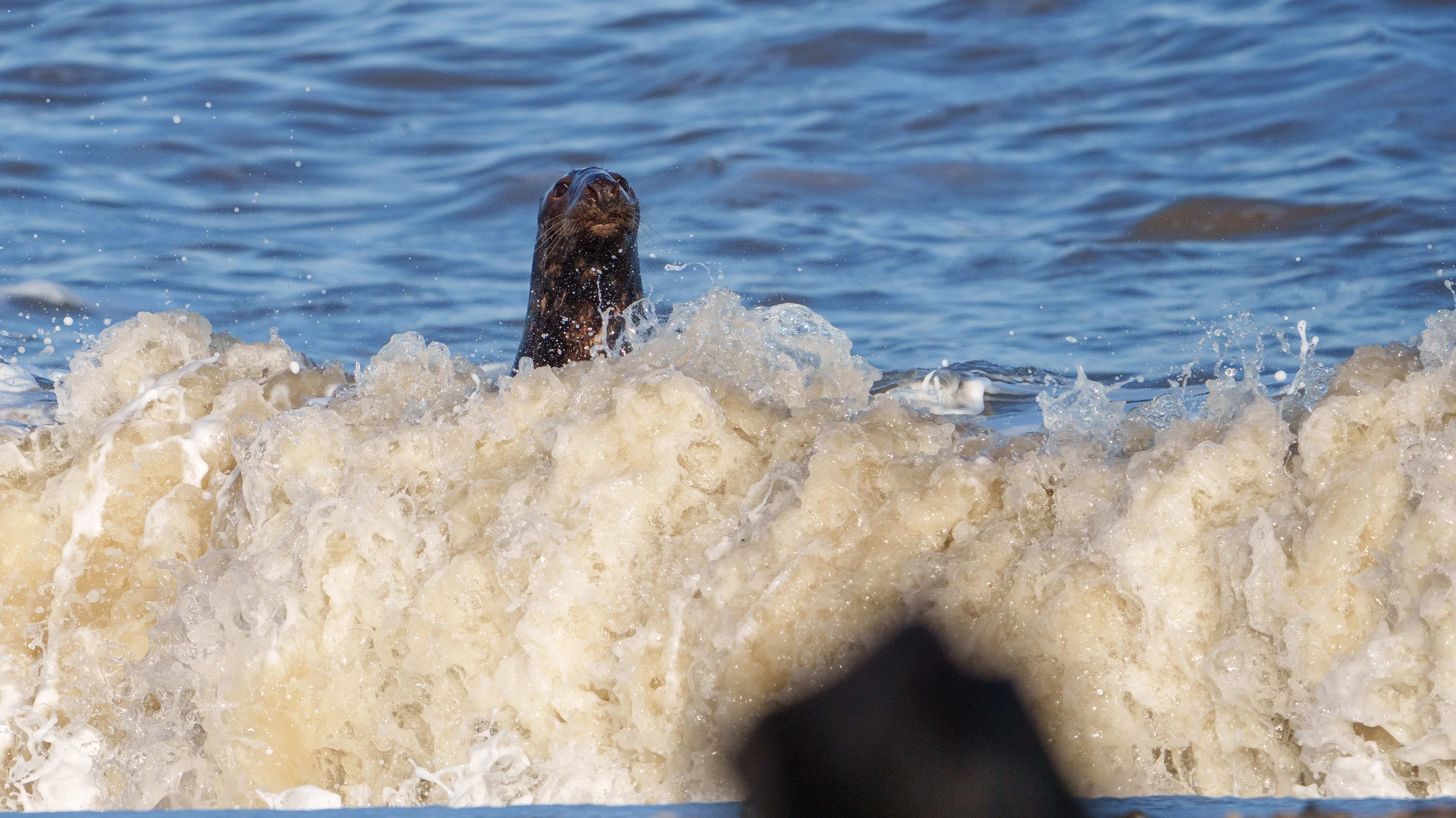 A seal’s head rises behind a breaking brown-and-white wave.