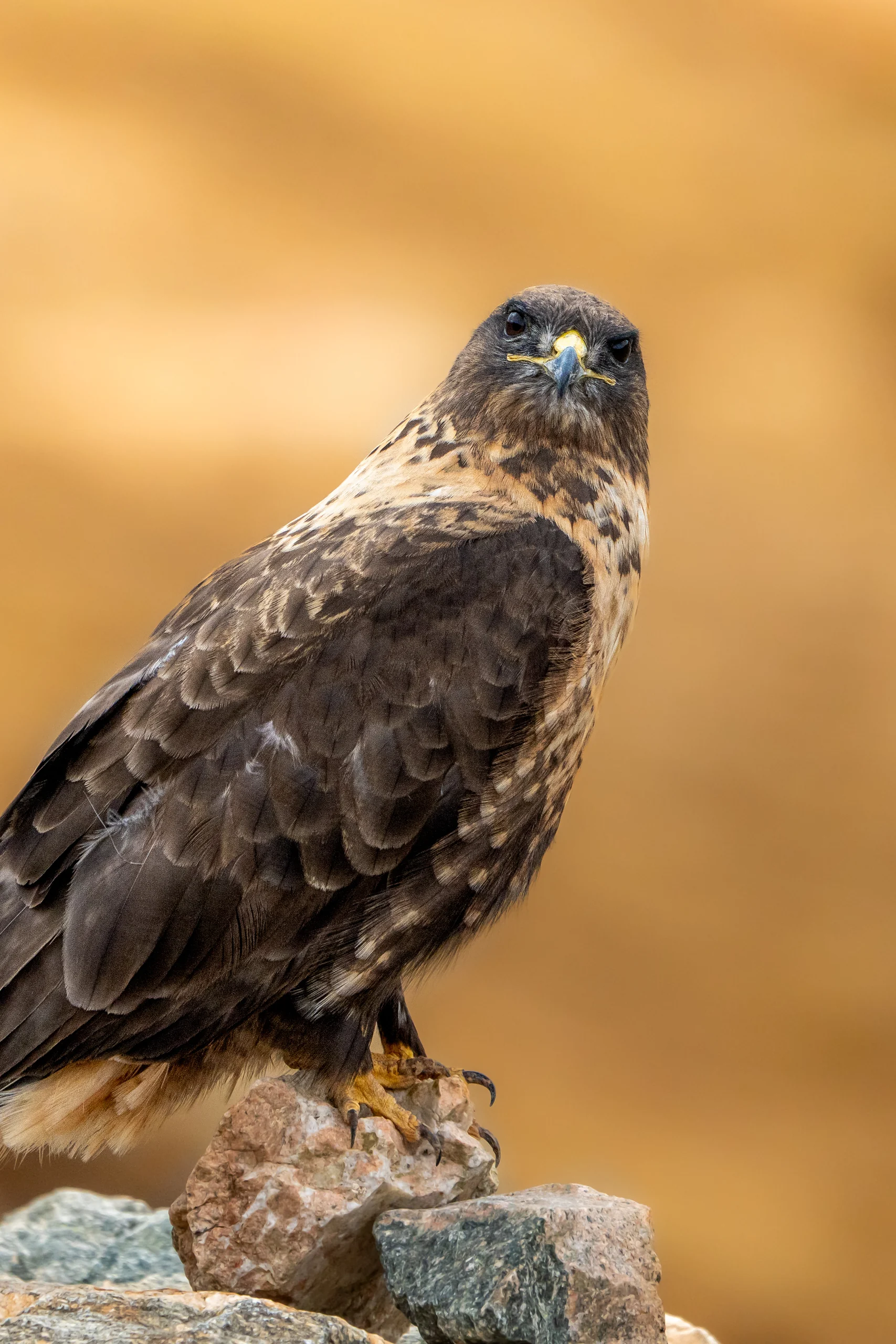 A brown bird of prey perches on a stone with its head turned toward the camera against a golden background.