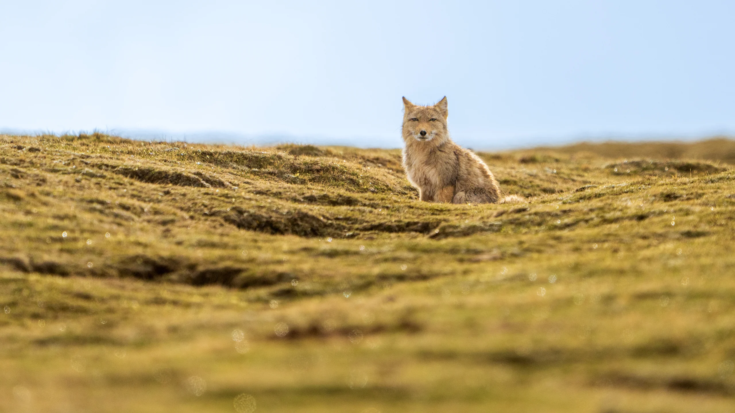 A sandy-brown fox sits on low, uneven grass beneath a pale blue sky.