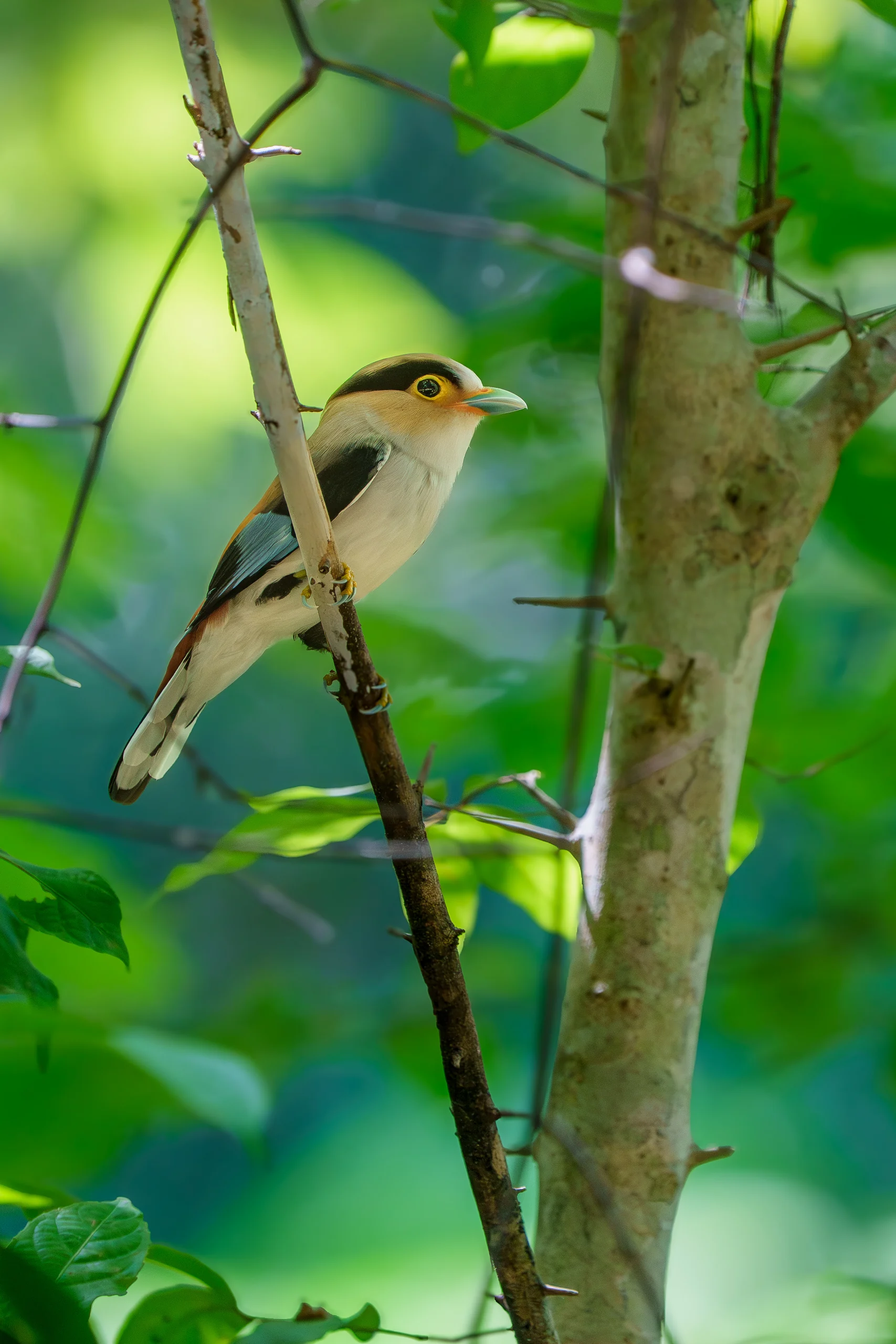 A pale-bellied bird with a dark eye stripe perches on a slender branch beside a tree trunk.