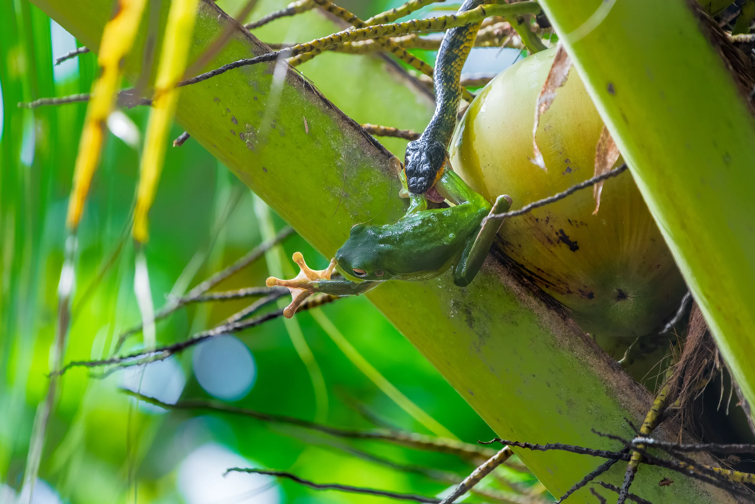 A snake holds a green frog by a hind leg among palm stems and fruit.