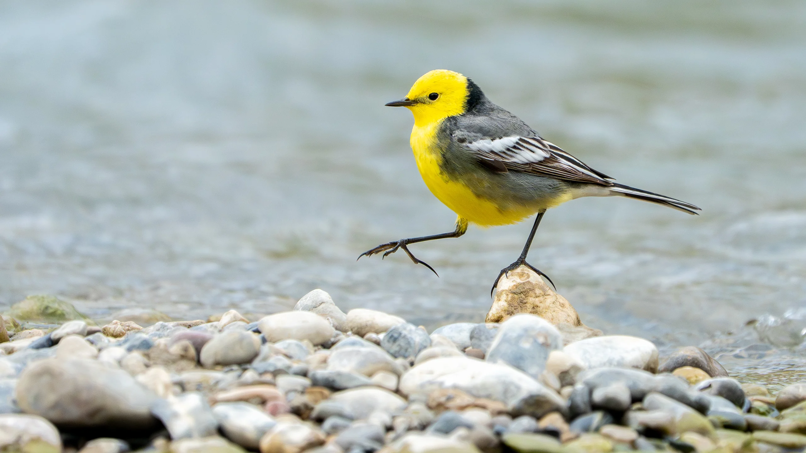 A yellow-and-grey bird lifts one foot above pale pebbles beside shallow water.