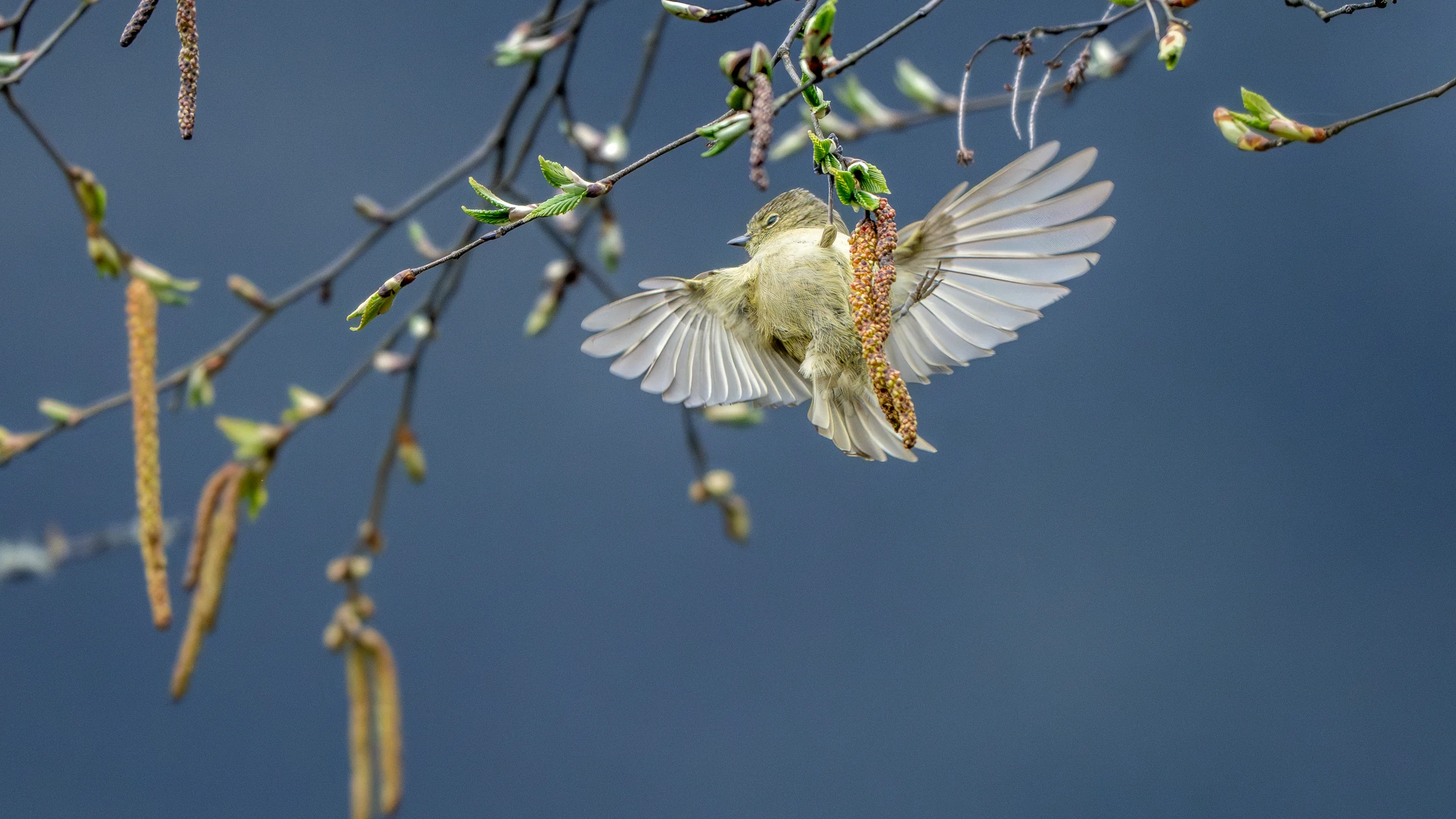 A small pale bird spreads its wings beside hanging catkins and fresh green buds against a dark blue background.