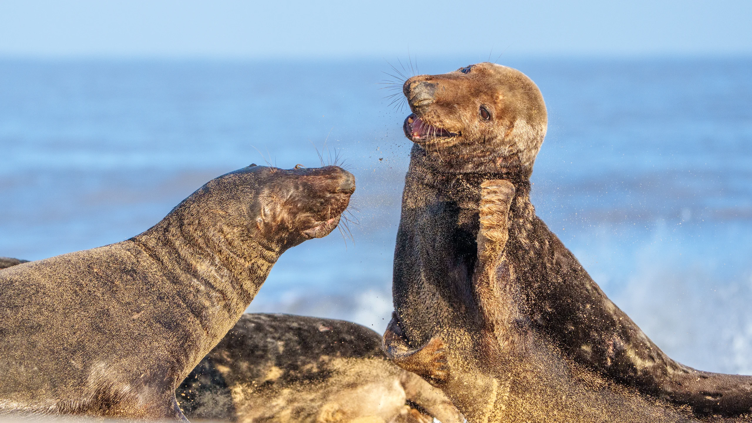 Two seals face one another on a beach, one upright with its mouth open and flipper against its chest.
